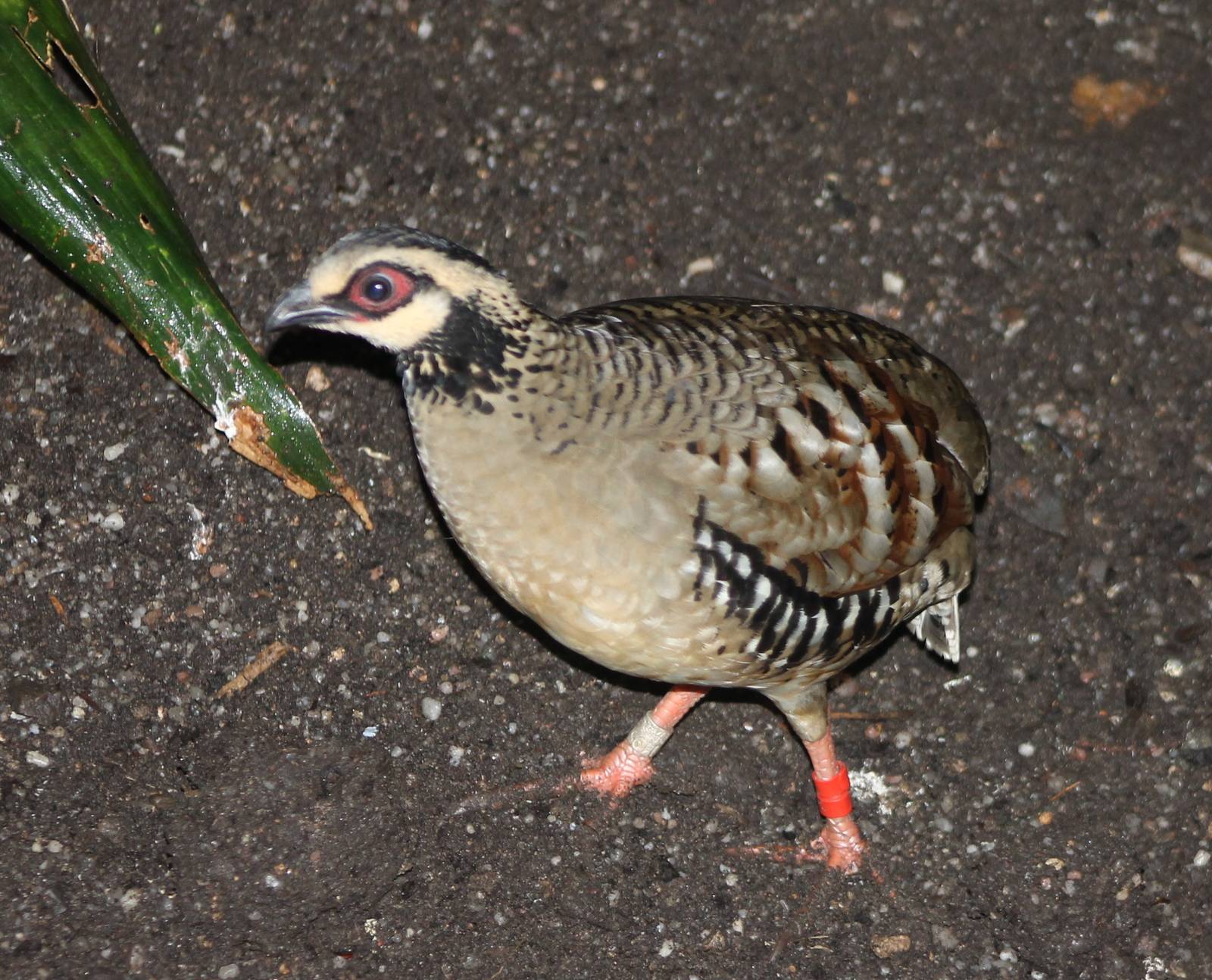 Brown-breasted hill-partridge
