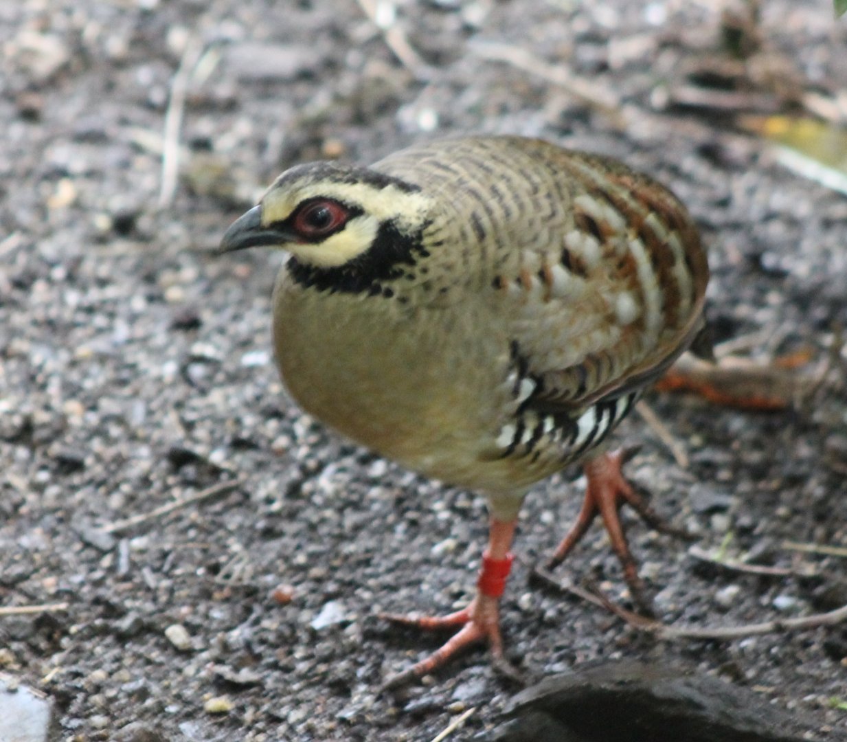 Brown-breasted hill-partridge