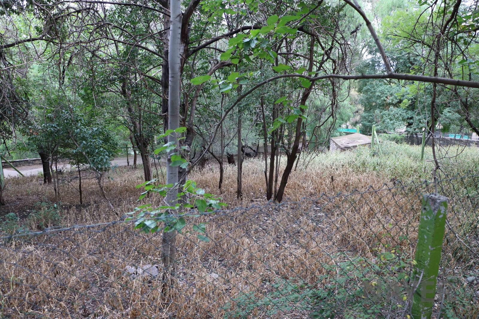 Brown brocket deer enclosure - Mendoza Zoo, April 2016