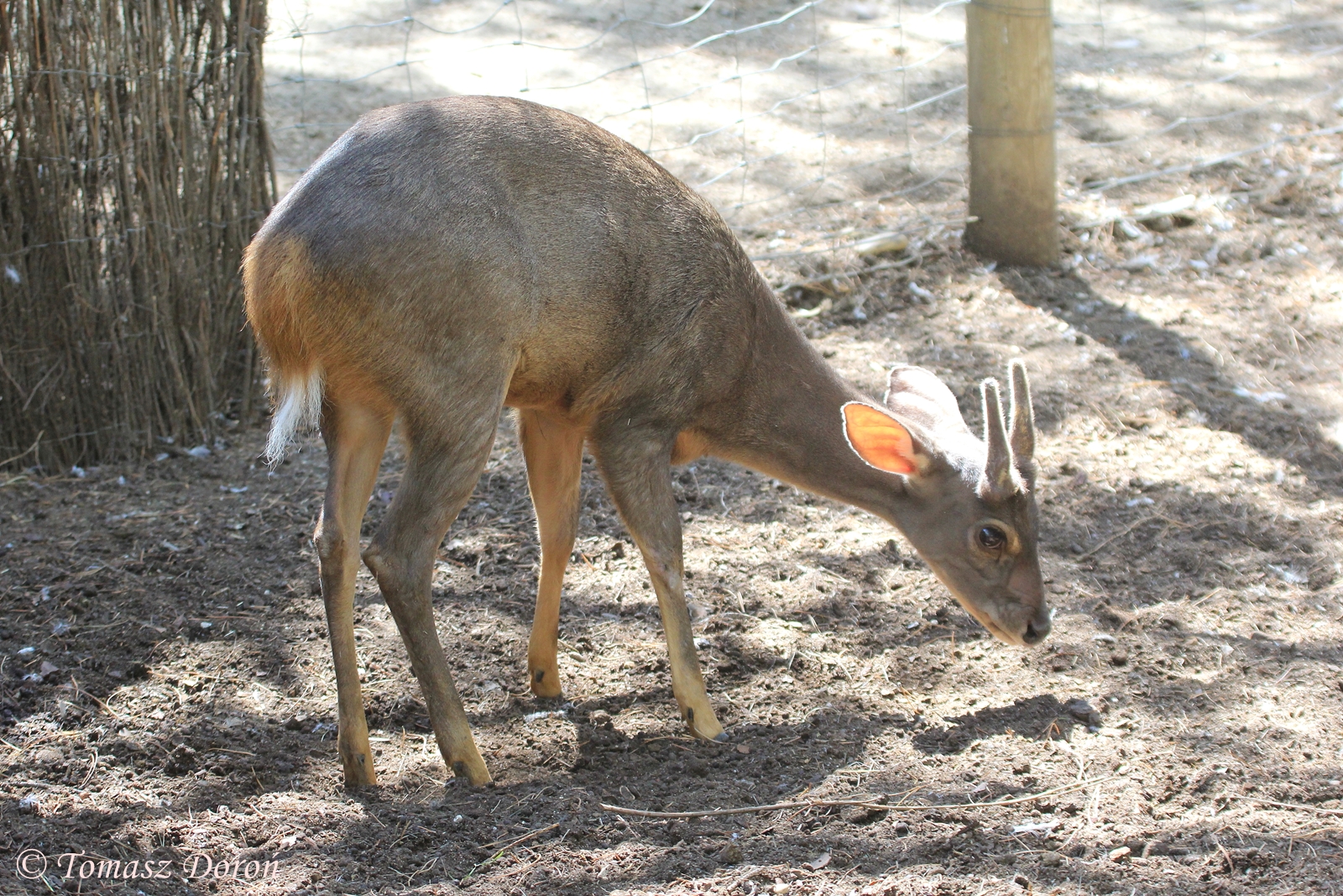 Brown Brocket Deer (Mazama gouazoubira), August 2016