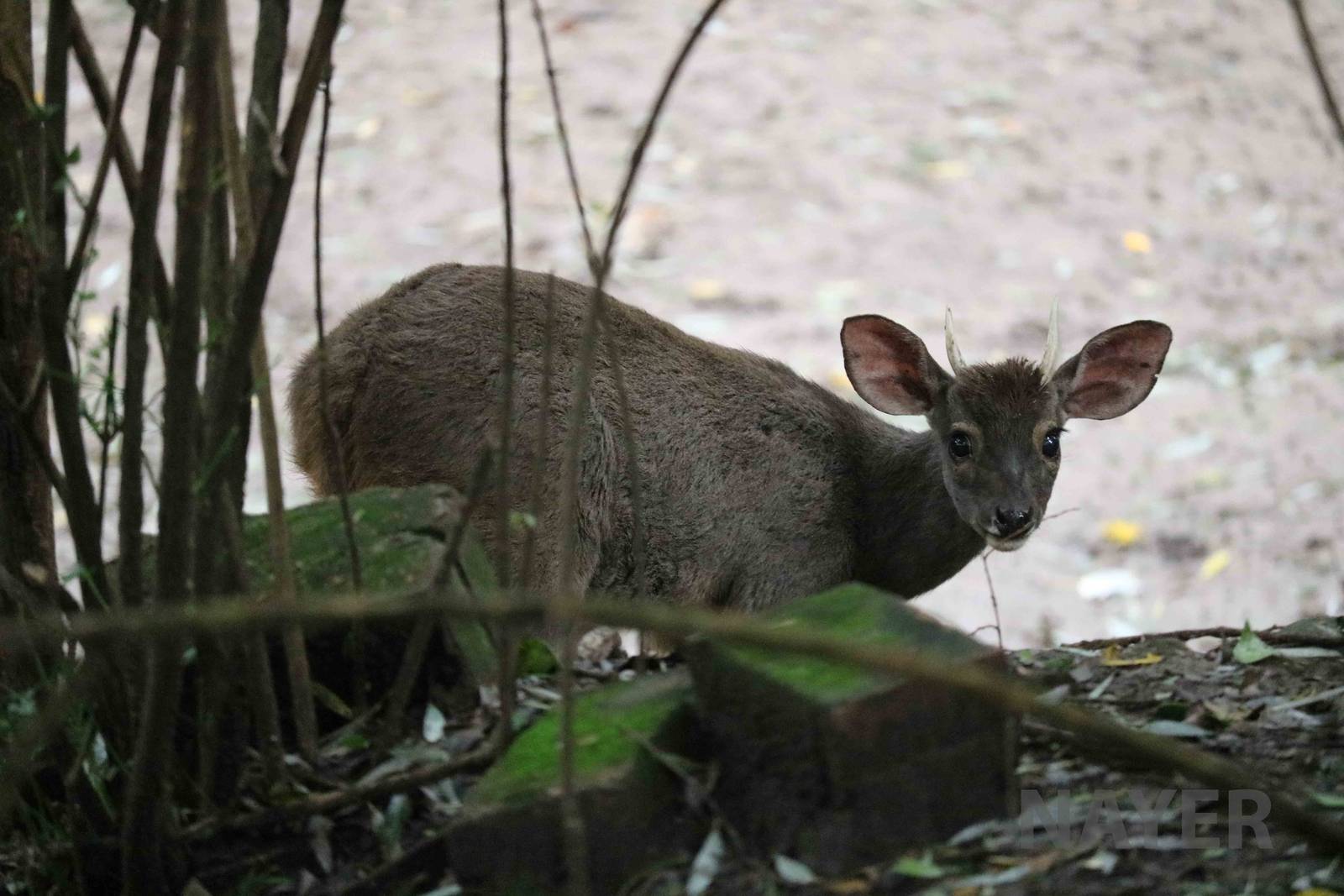 Brown brocket deer - Tatu Carreta, April 2016.