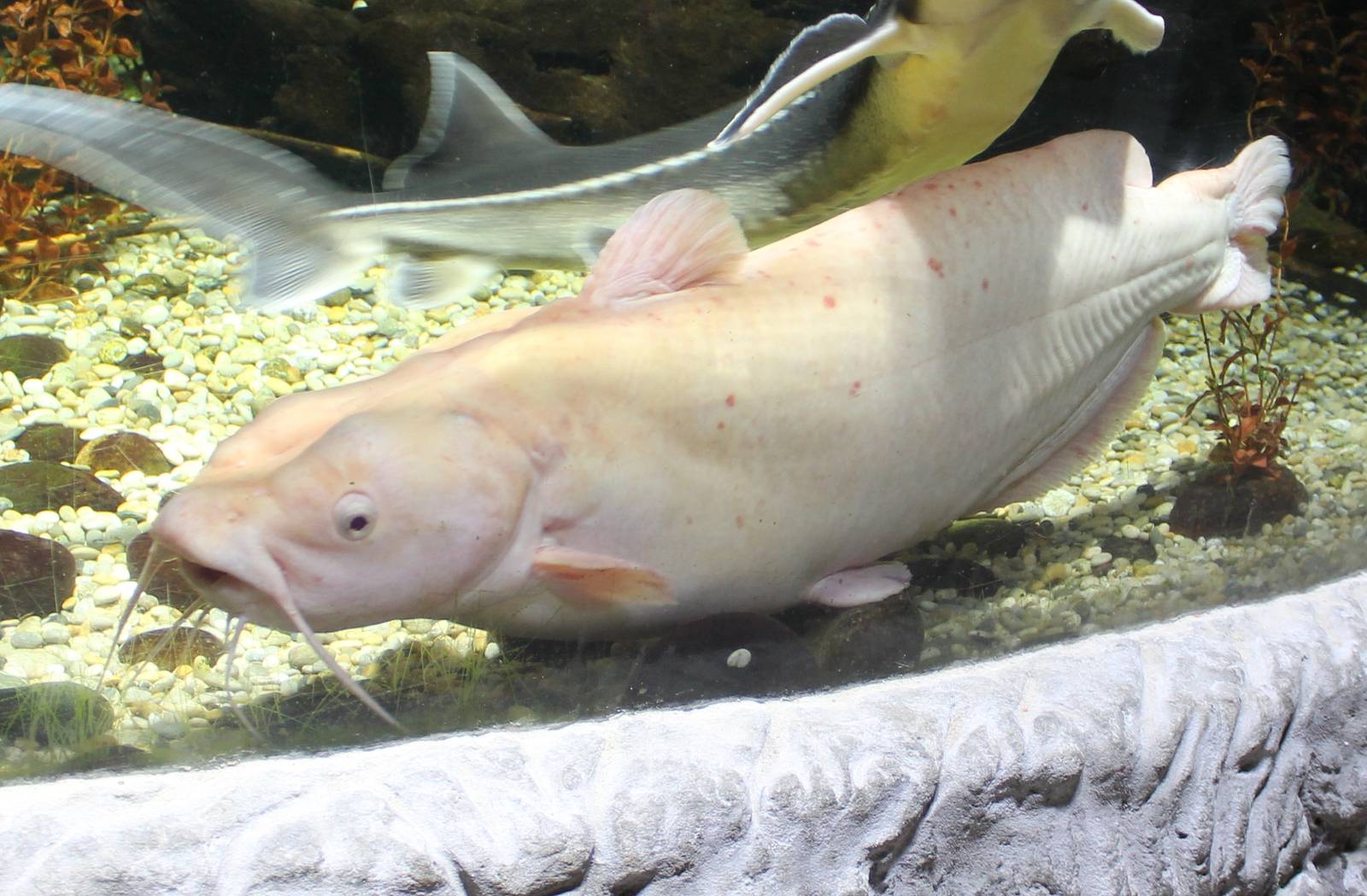 Brown bullhead - albino