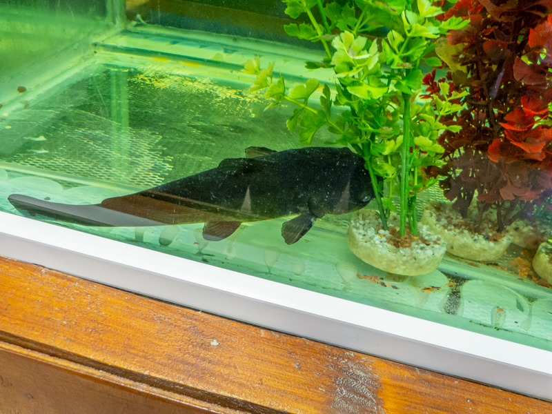 Brown bullhead / Ameiurus nebulosus