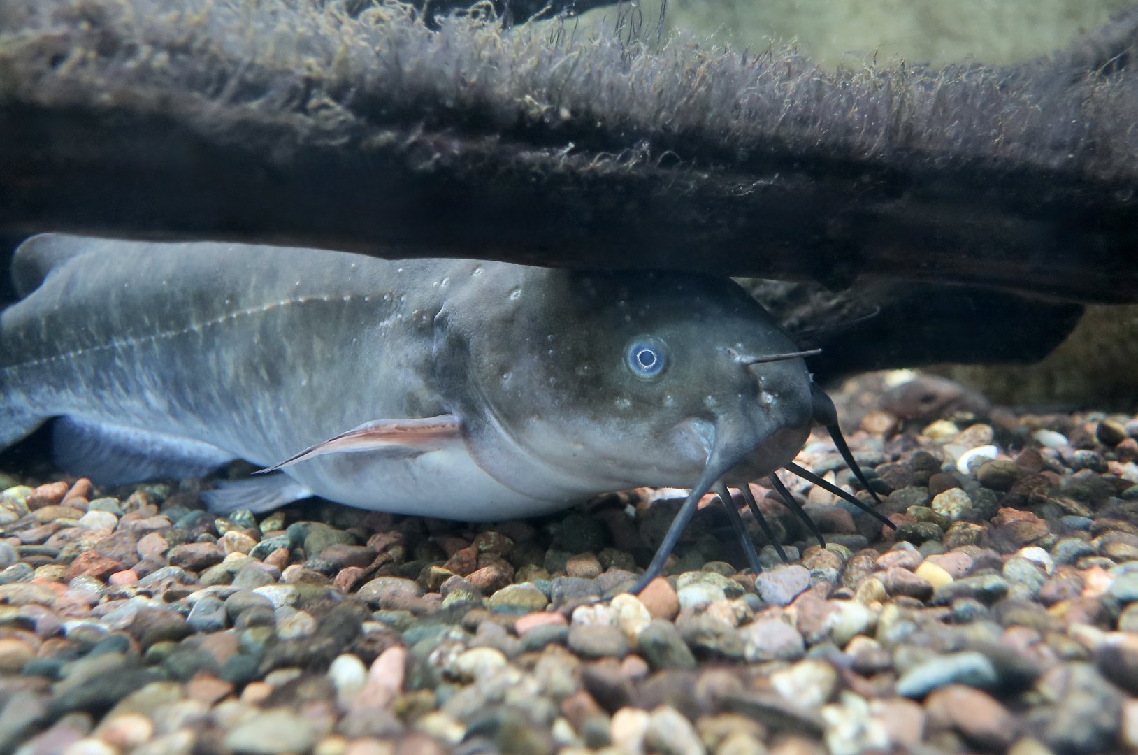 Brown Bullhead Catfish (Ameiurus nebulosus) - Cold Spring Harbor Fish Hatchery & Aquarium