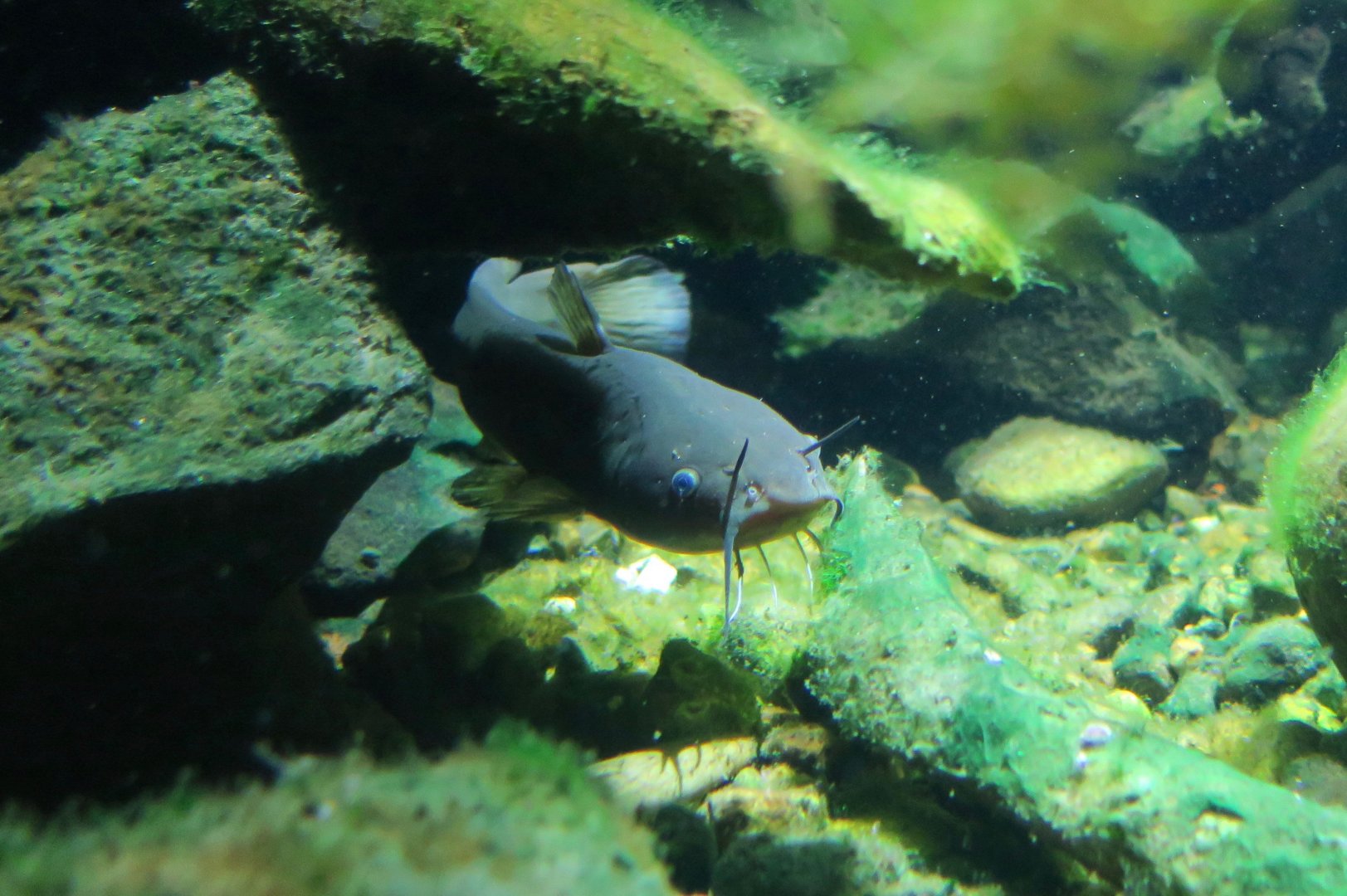 Brown Bullhead Catfish (Ameiurus nebulosus)
