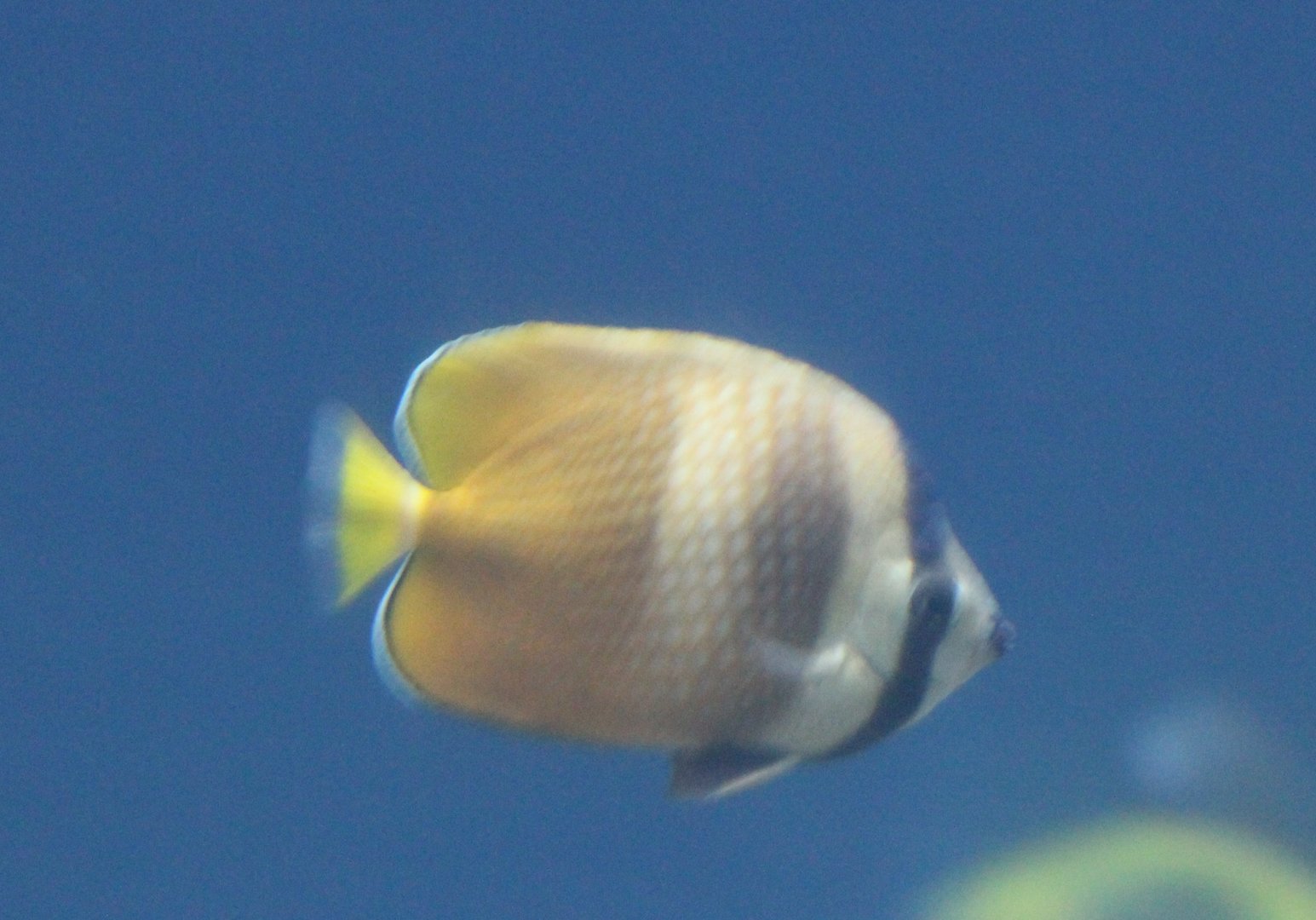 Brown butterflyfish - Chaetodon kleinii
