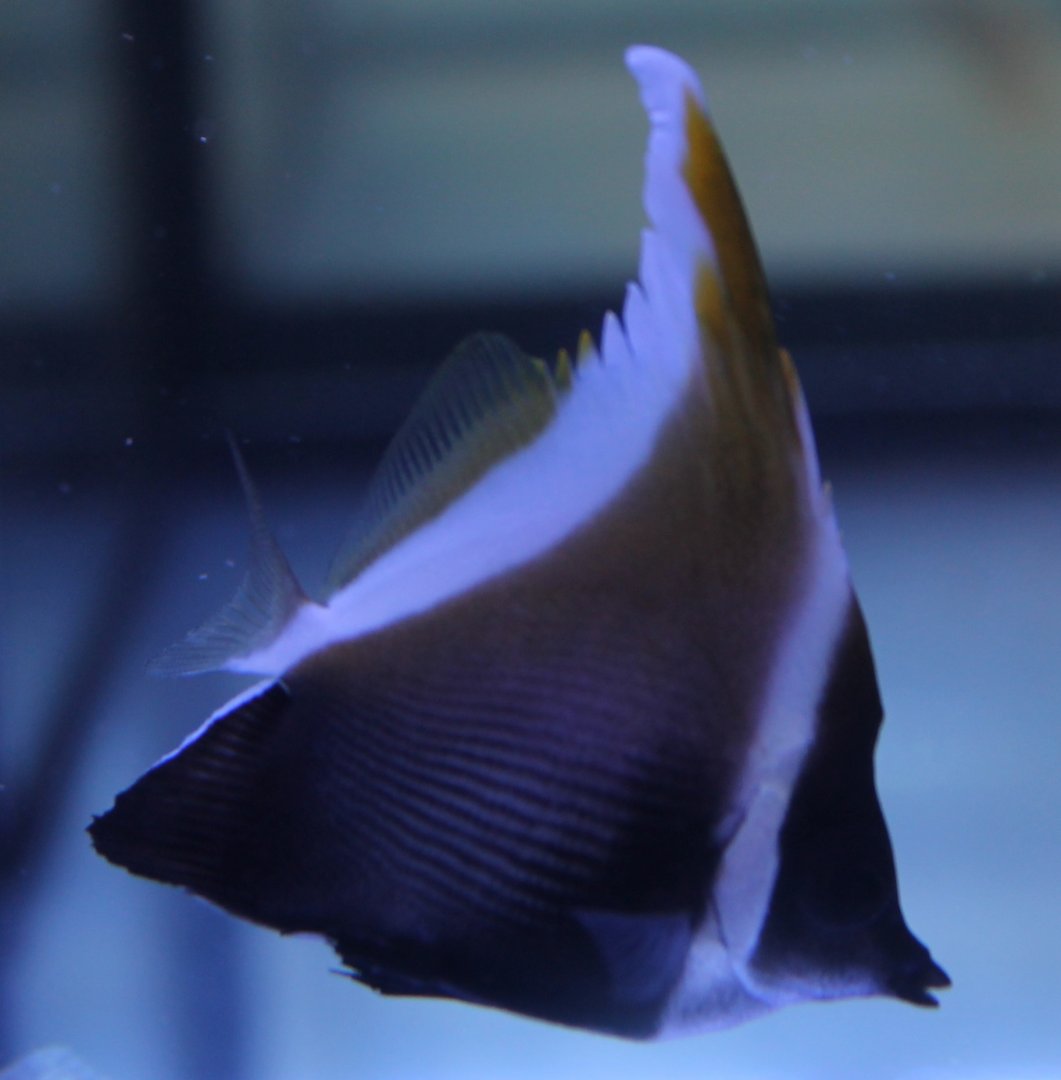Brown butterflyfish