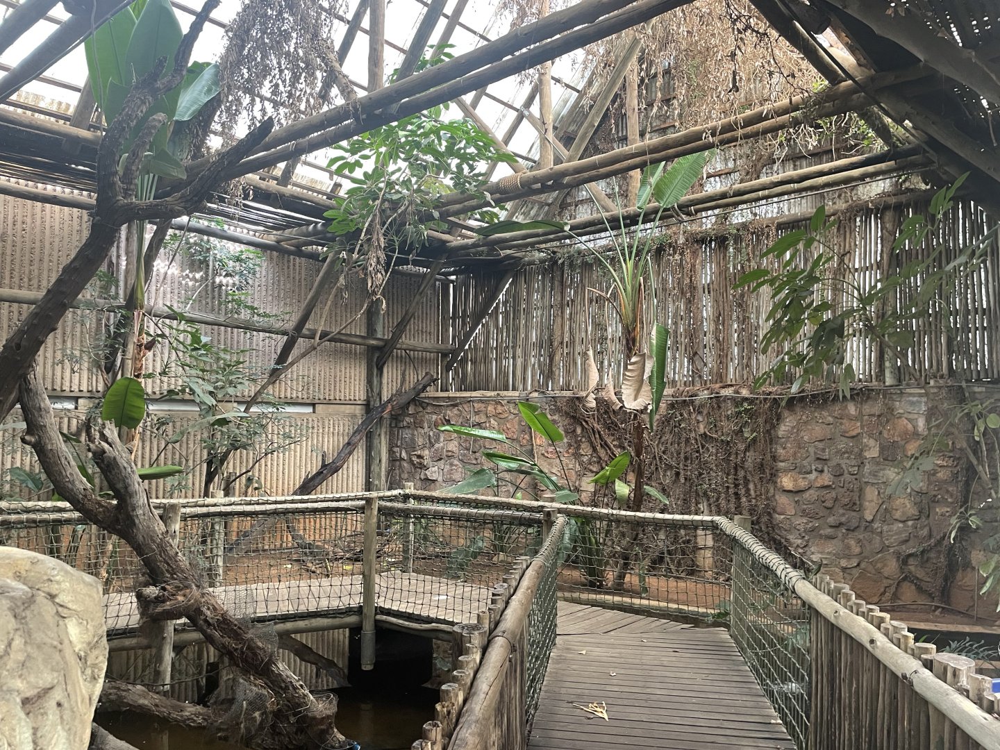 Brown Caiman and Red-Eared Slider House (Caiman crocodilus, Trachemys scripta elegans)
