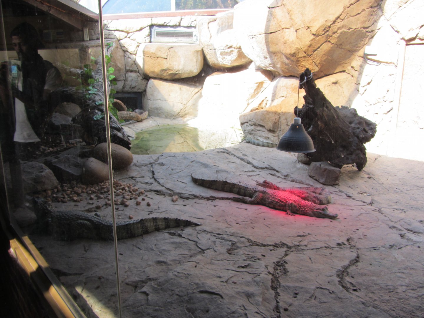 Brown Caiman Exhibit