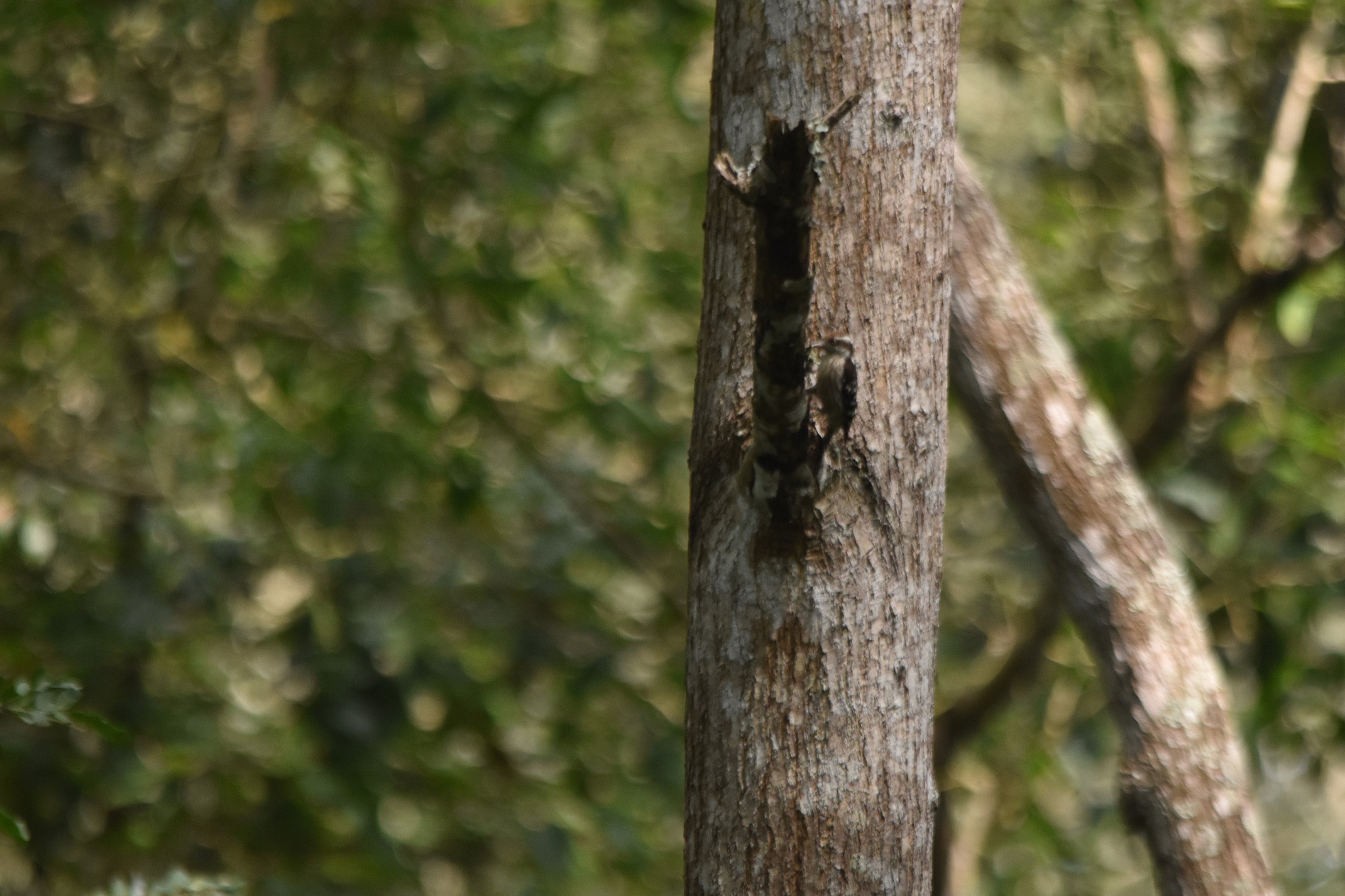Brown-capped Pygmy Woodpecker, Kabini River Lodge, 20th November 2024