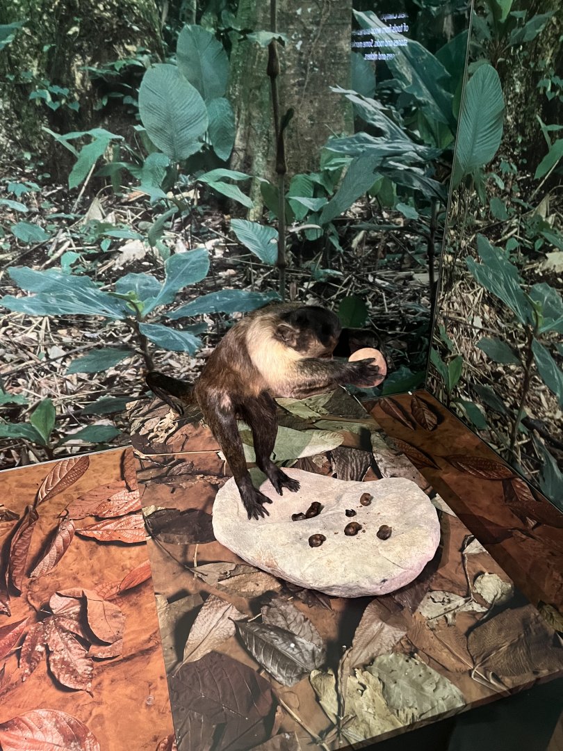 Brown capuchin 1.8.25