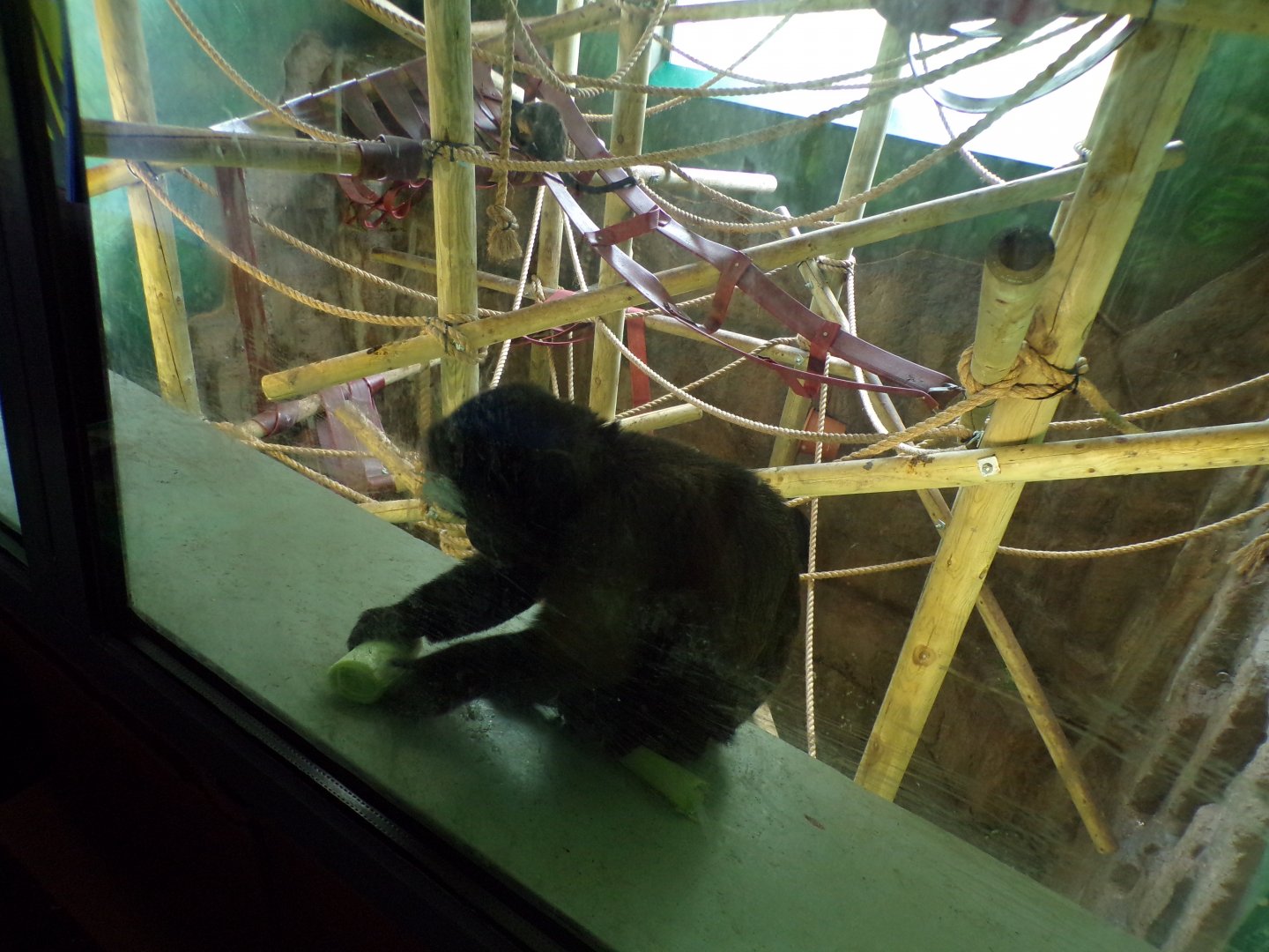 Brown capuchin 18.7.23