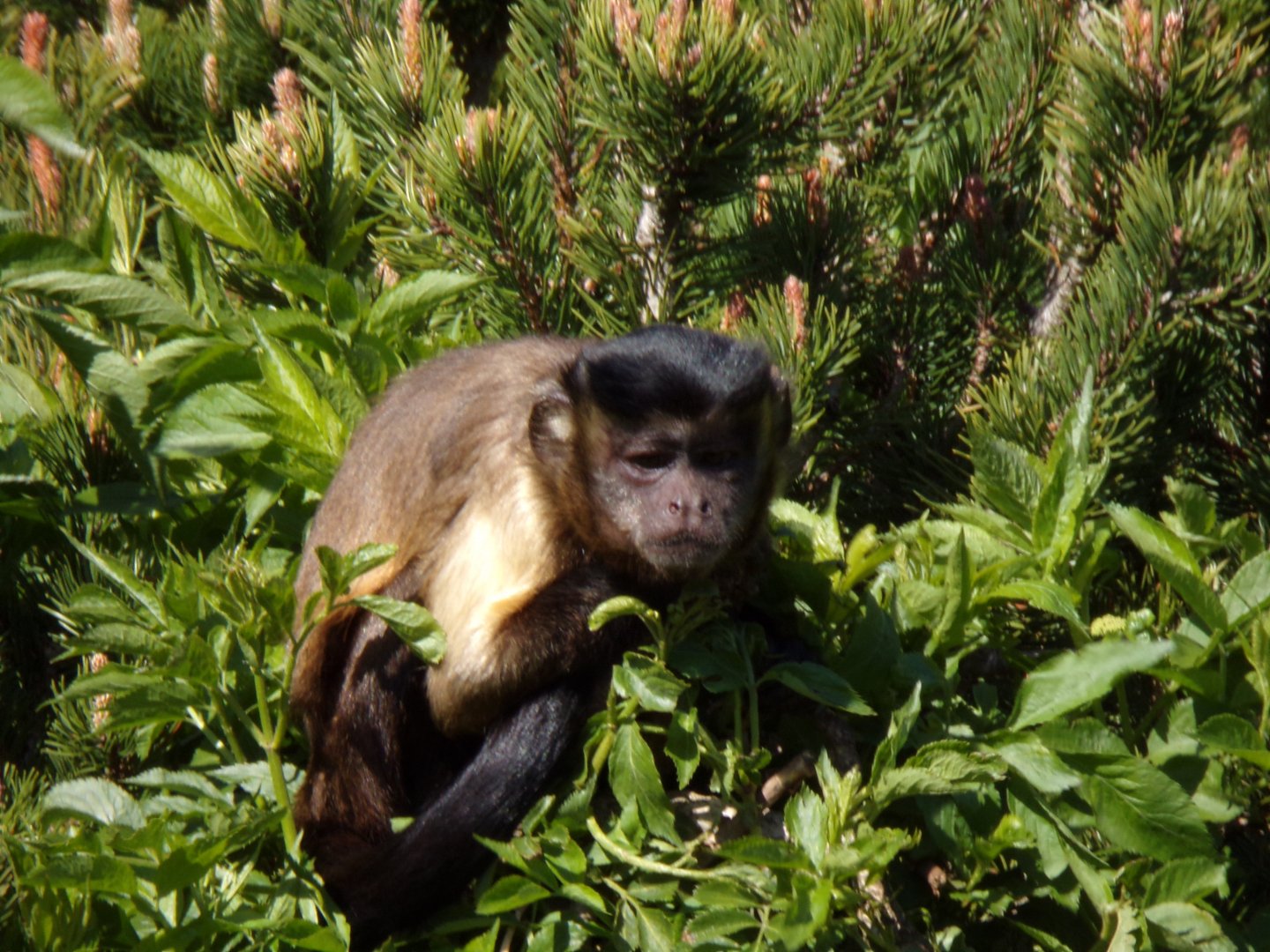 Brown capuchin 20.4.25