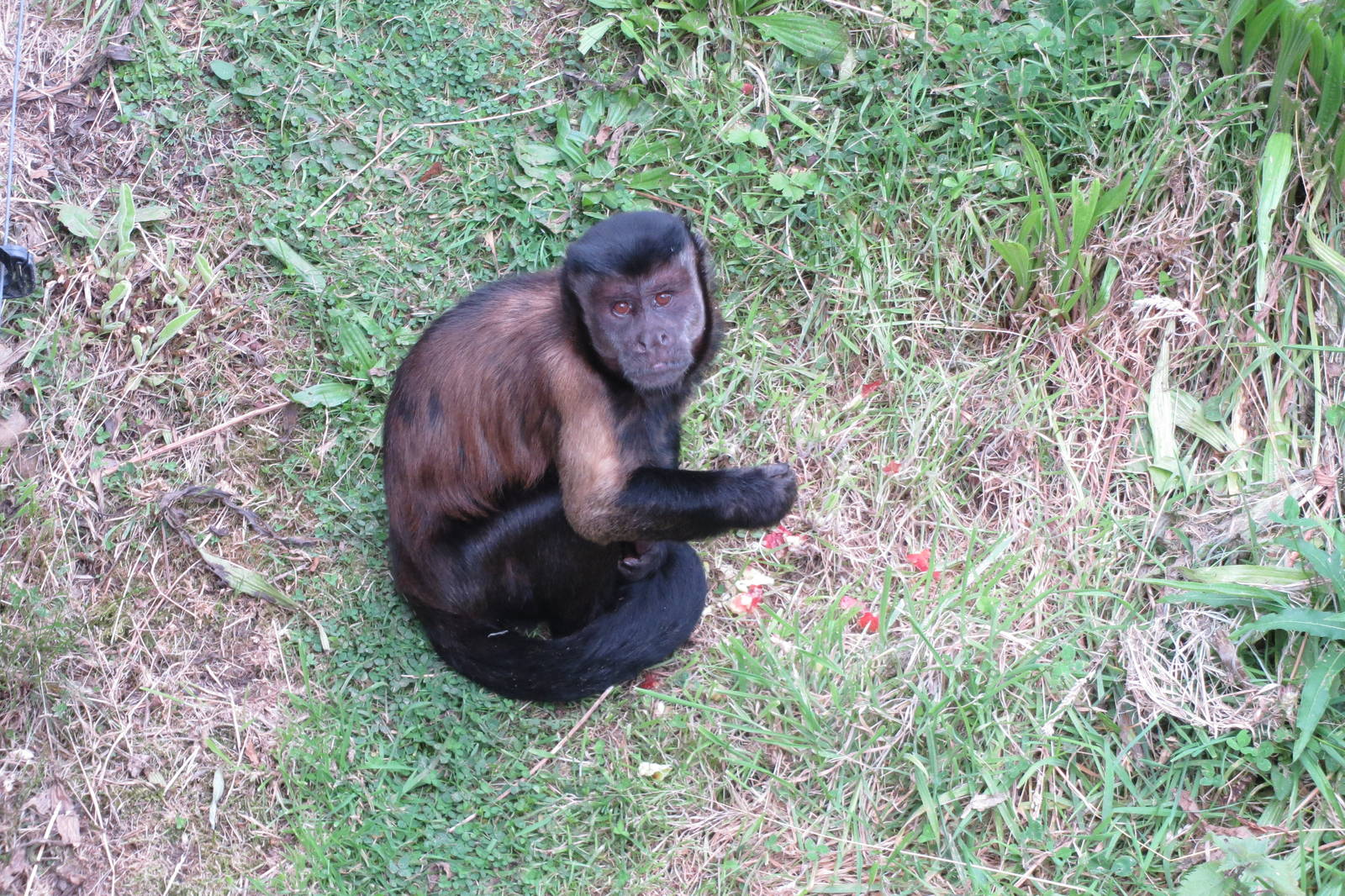 Brown Capuchin 240815