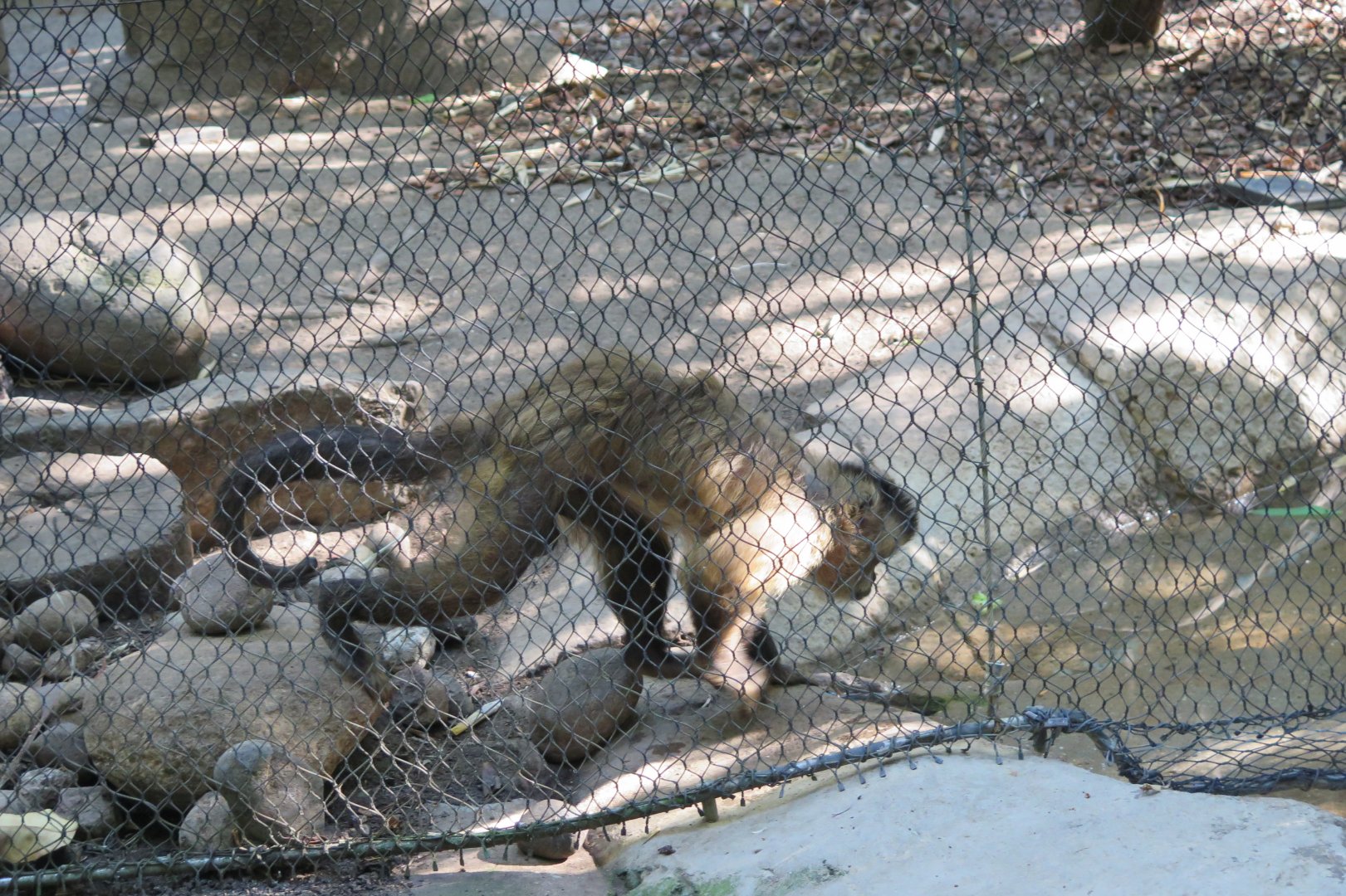 Brown Capuchin(8/23/2024)