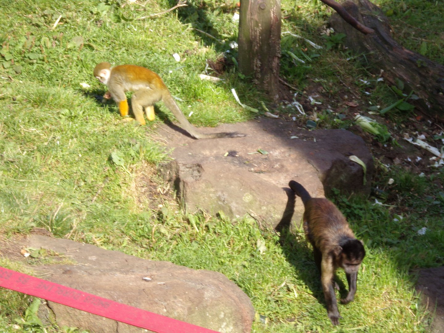 Brown capuchin and Bolivian squirrel monkey 16.9.24