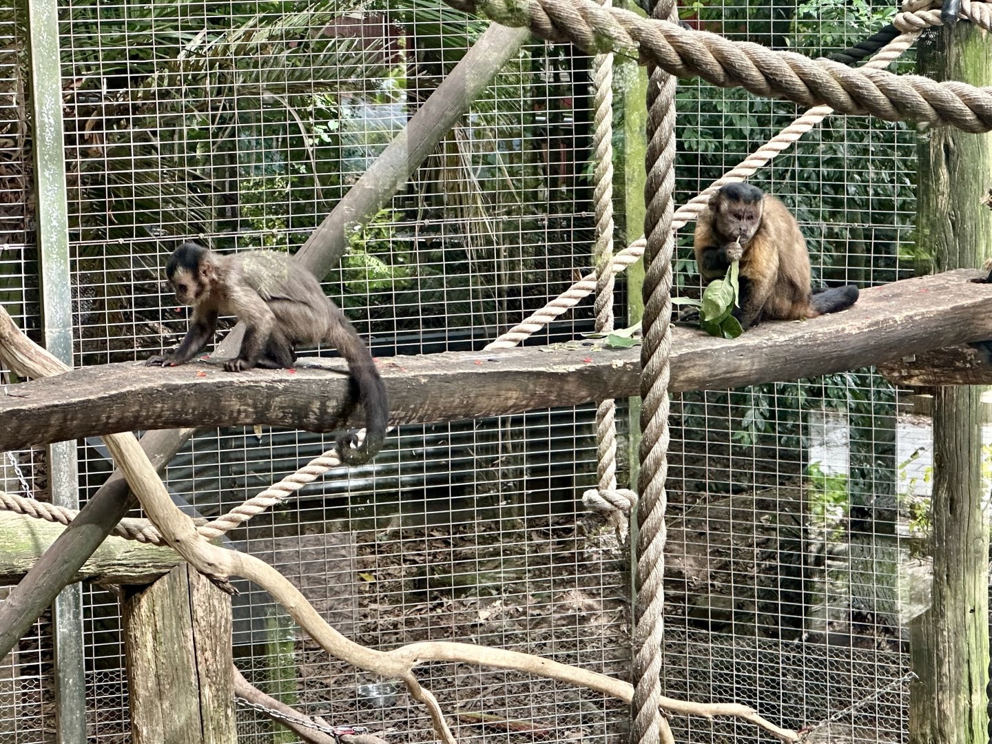 Brown capuchin and young