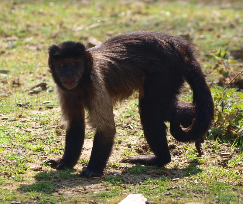 Brown capuchin (April 19th, 2015)