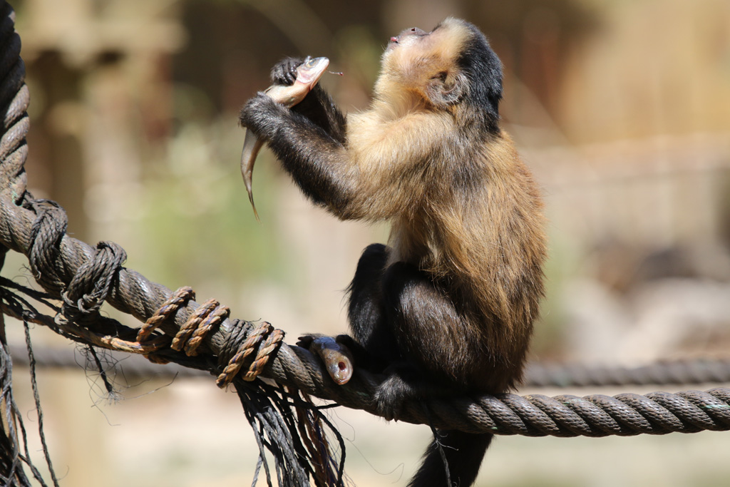 Brown Capuchin at Zoo de Lagos 7th August 2017