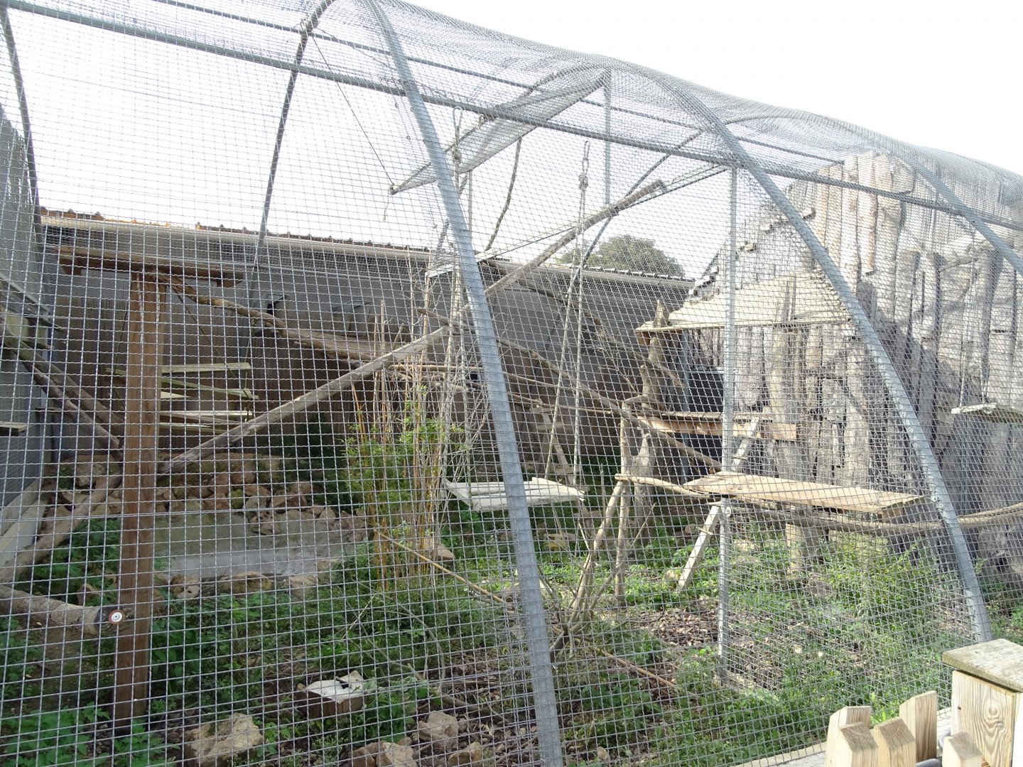 Brown capuchin aviary