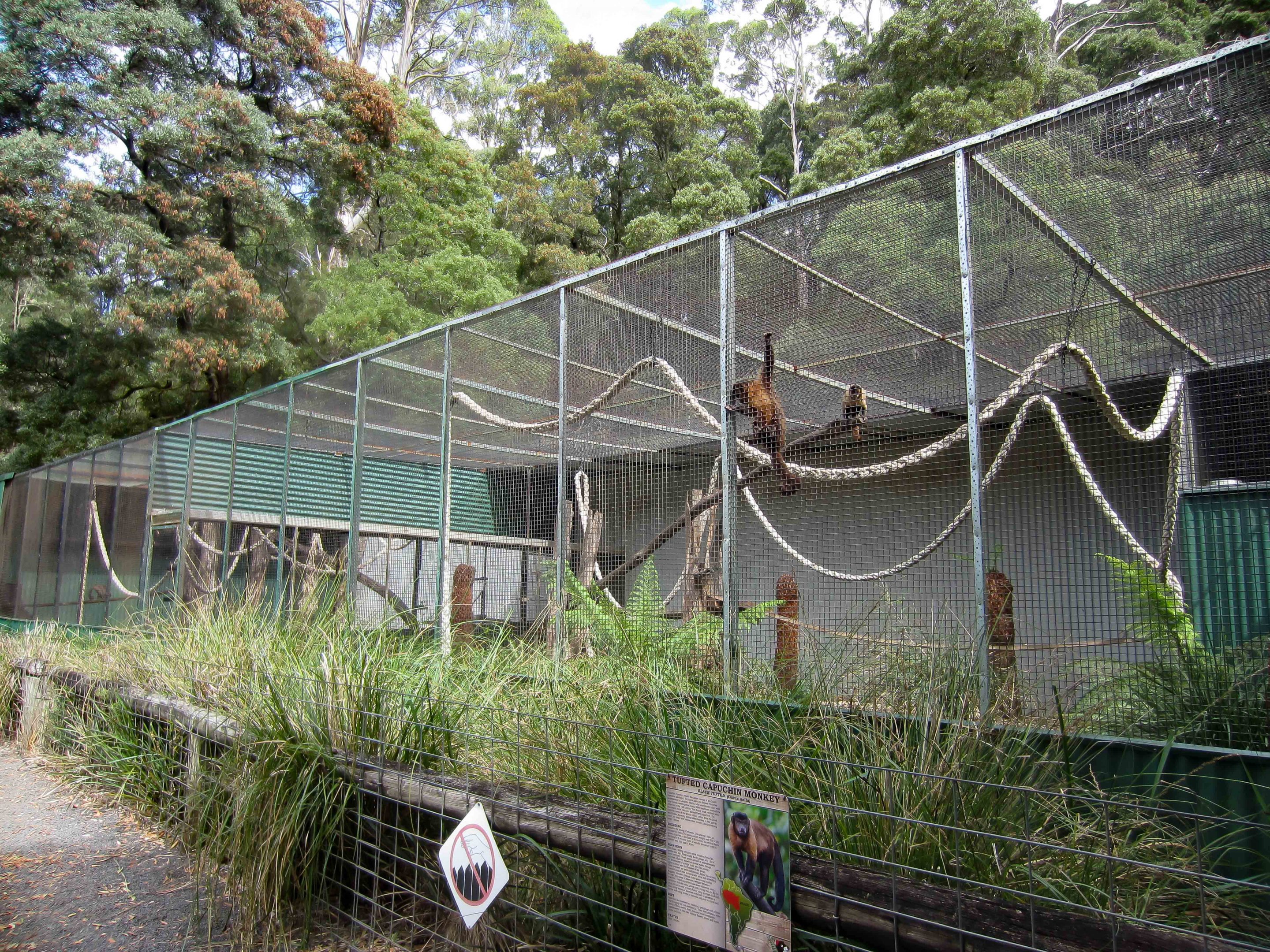 Brown Capuchin cage