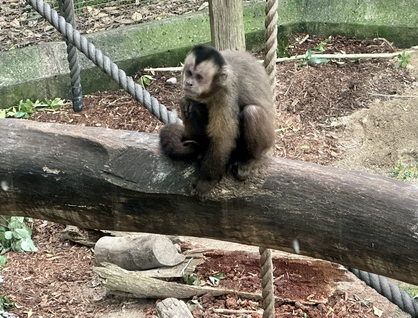 Brown capuchin (Cebus apella)