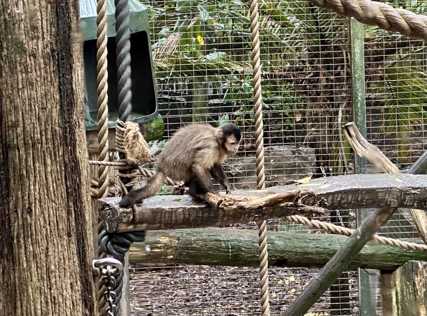 Brown capuchin (Cebus apella)
