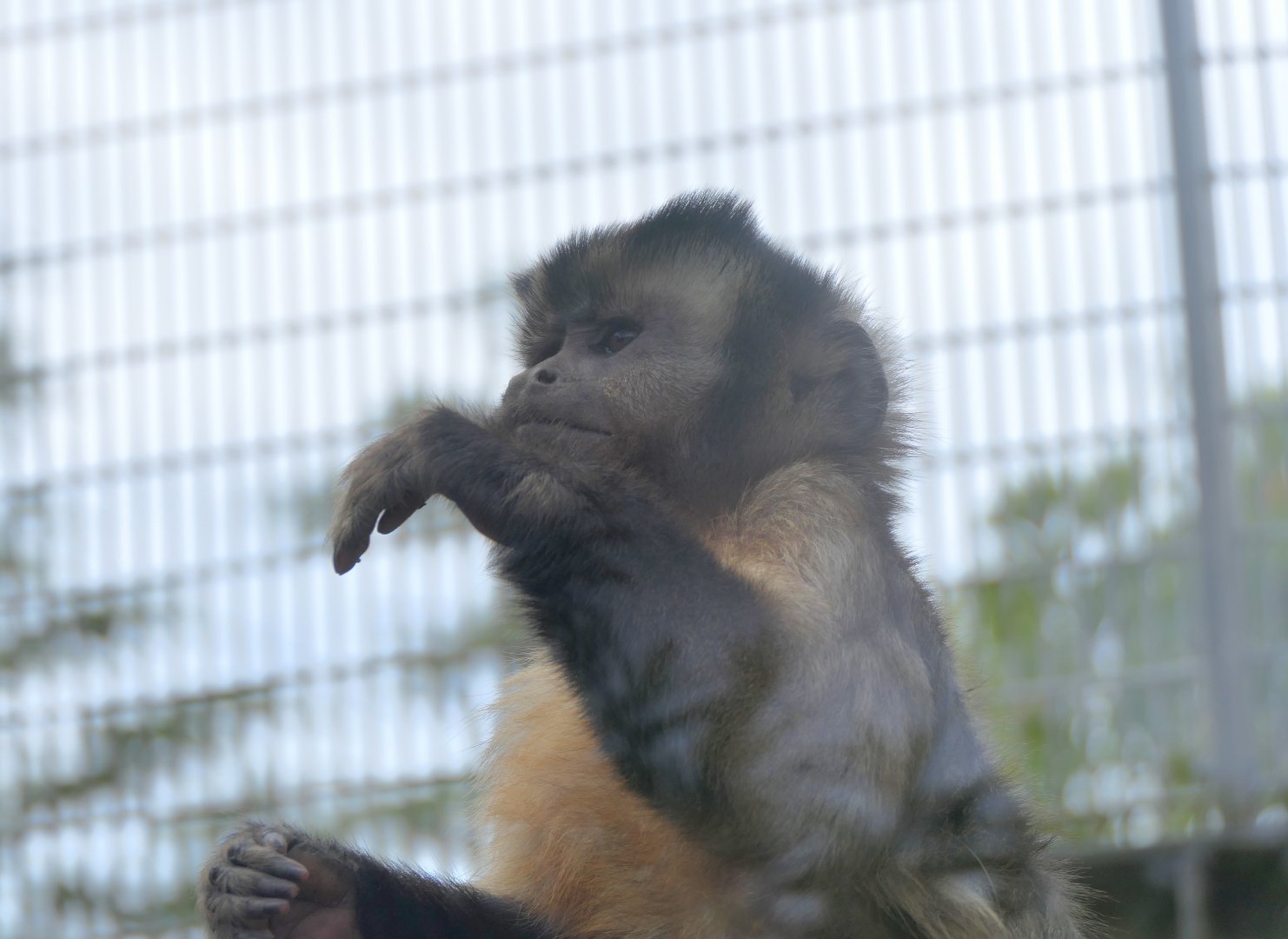 Brown Capuchin (Cebus apella)