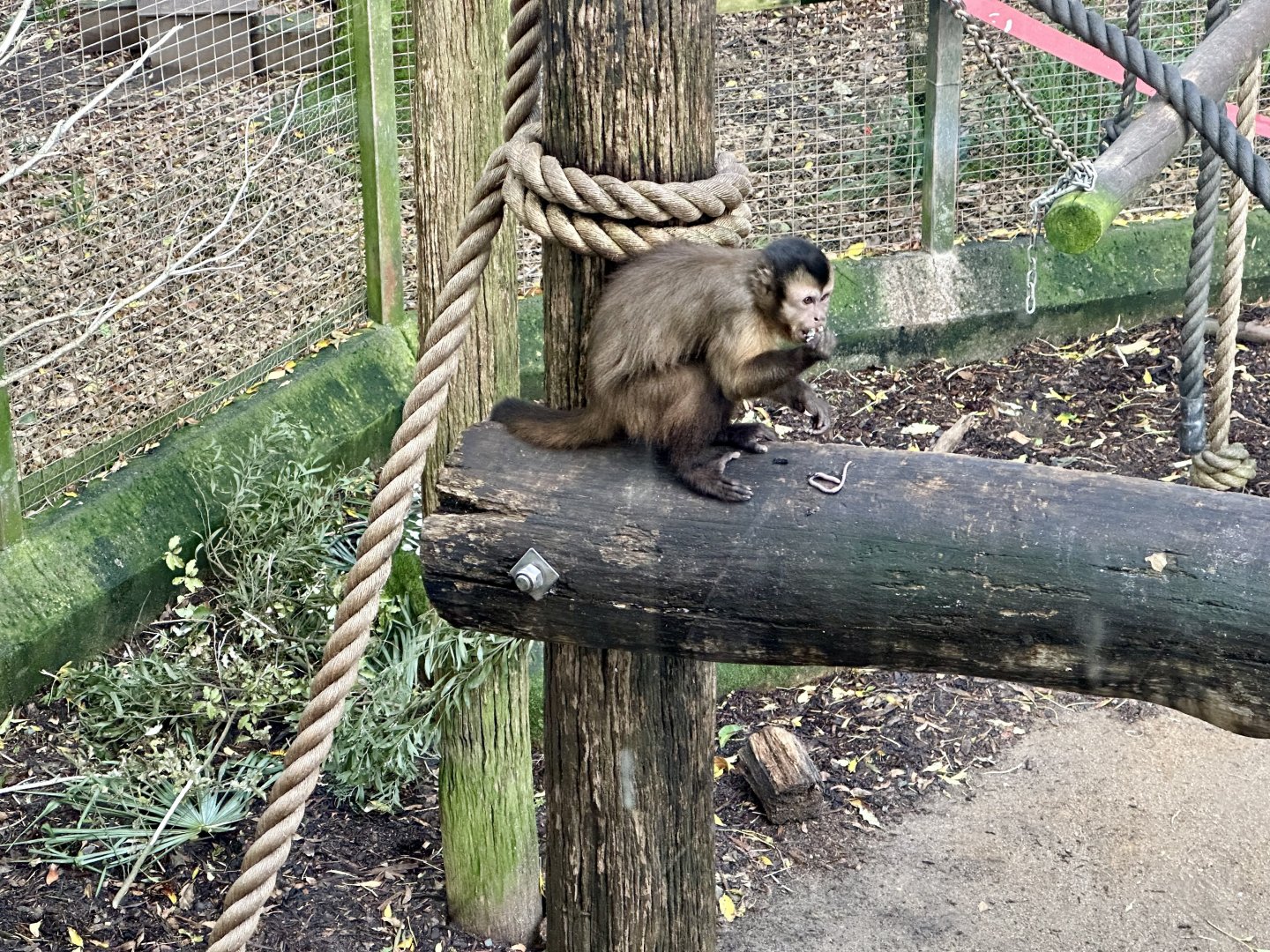 Brown capuchin (eating worms)