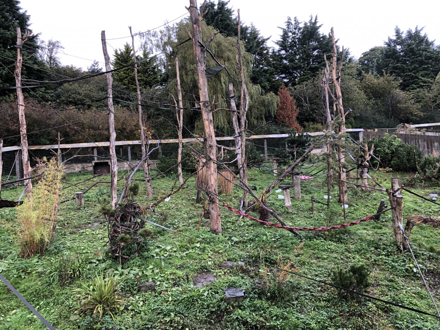 Brown Capuchin Enclosure at Edinburgh Zoo (2020)