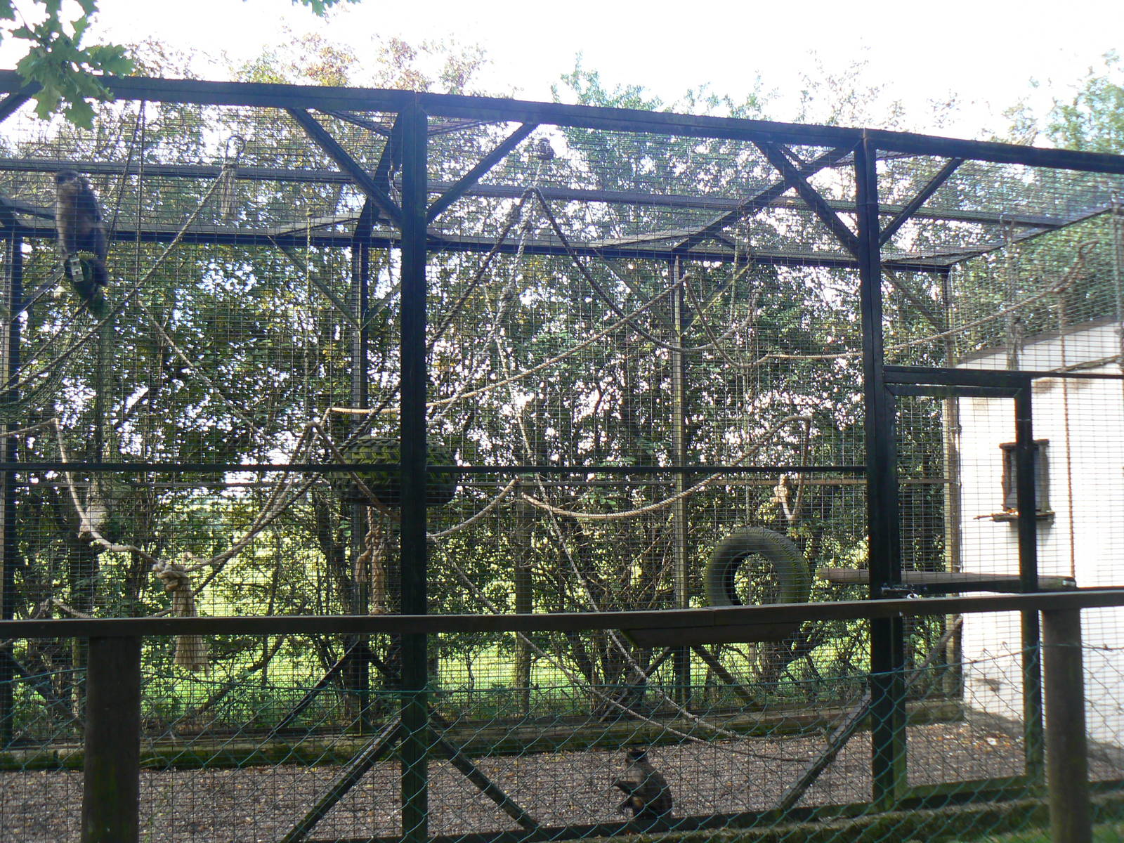 Brown Capuchin Enclosure
