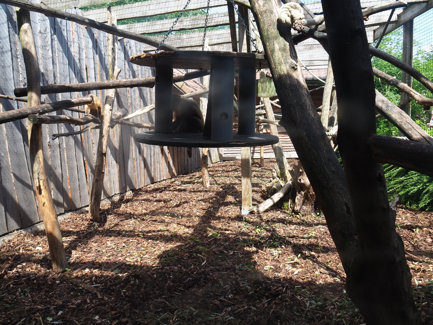 Brown capuchin exhibit 1