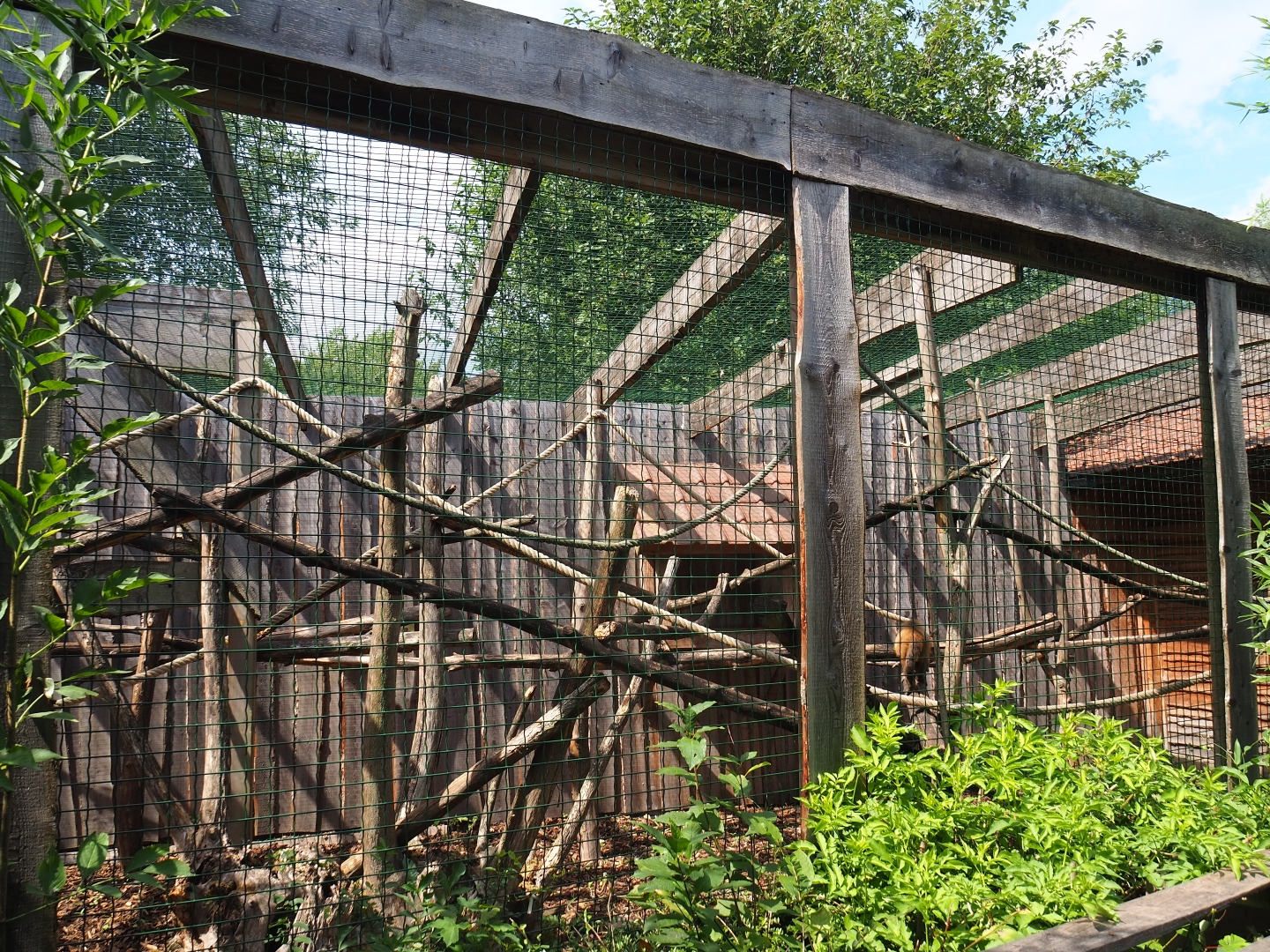 Brown capuchin exhibit 1