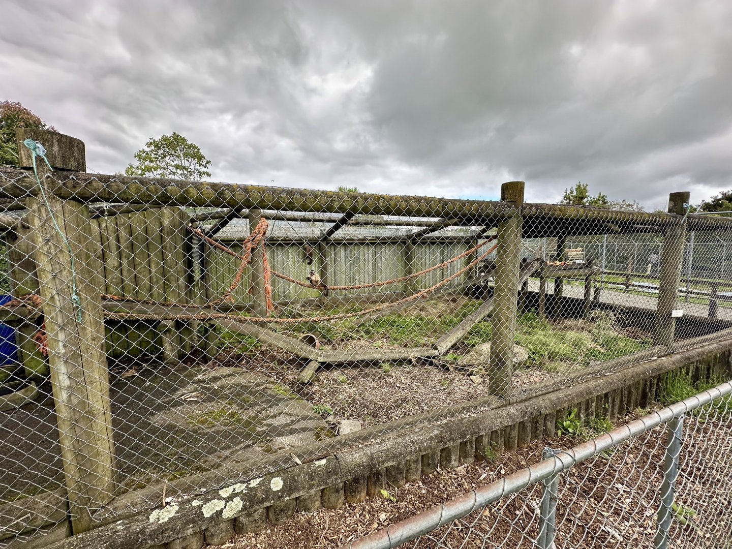 Brown Capuchin Exhibit 1