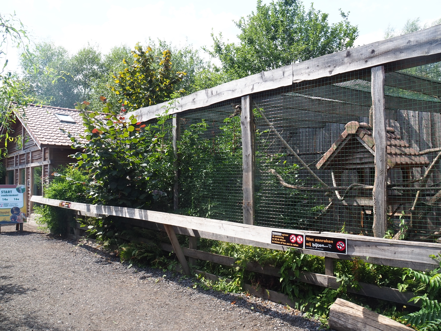 Brown capuchin exhibit 2