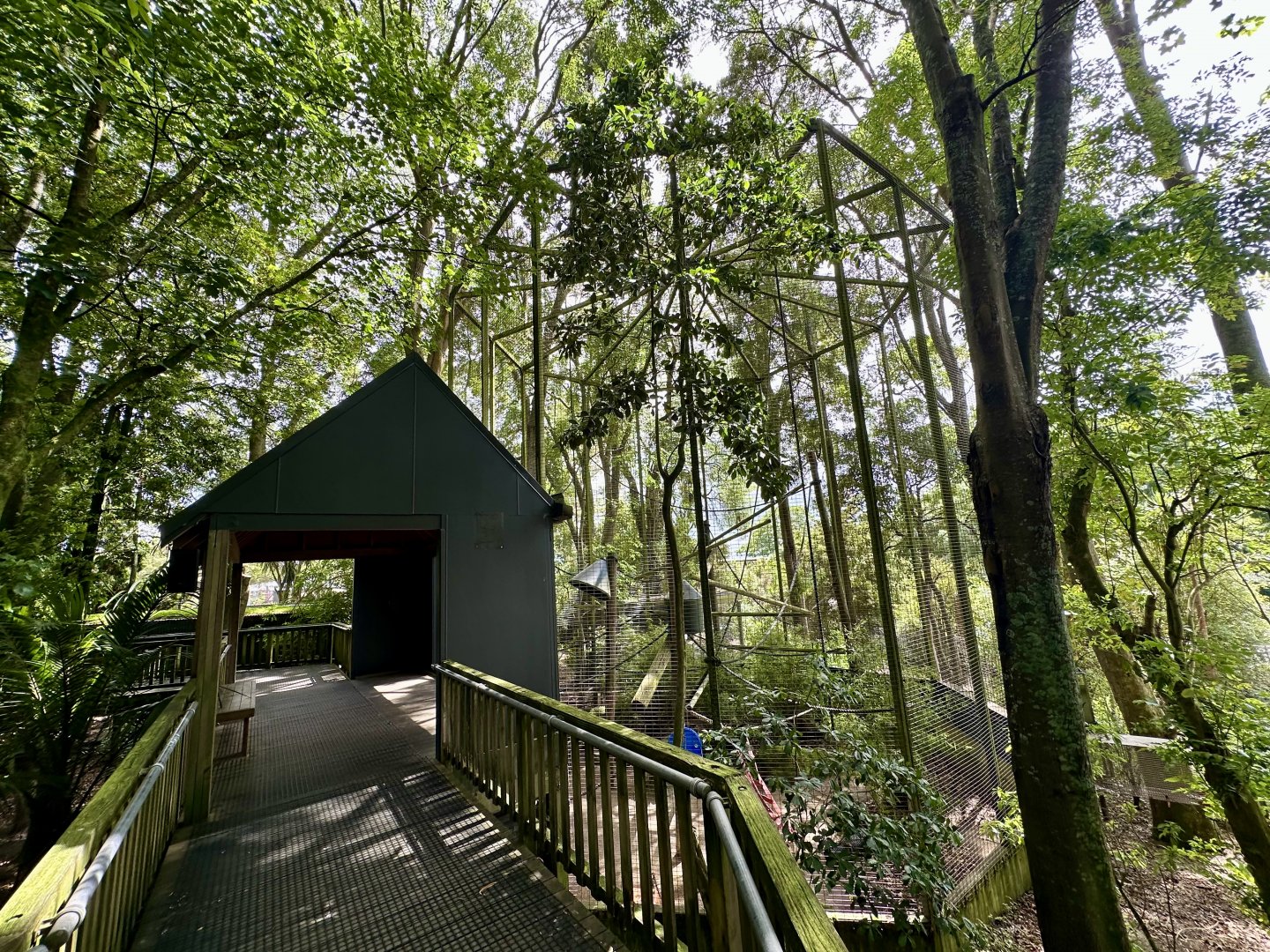 Brown Capuchin Exhibit 3