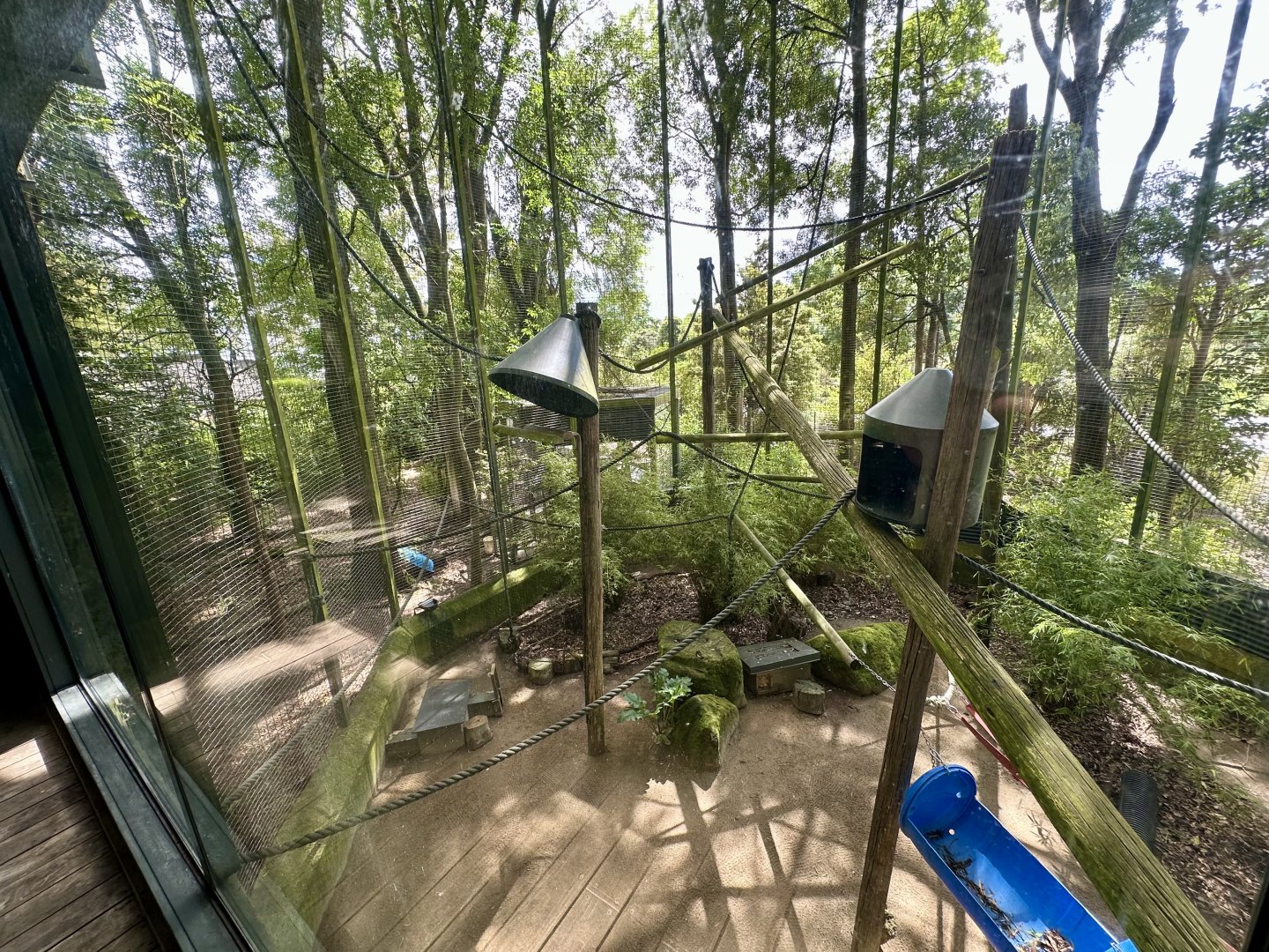 Brown Capuchin Exhibit 3