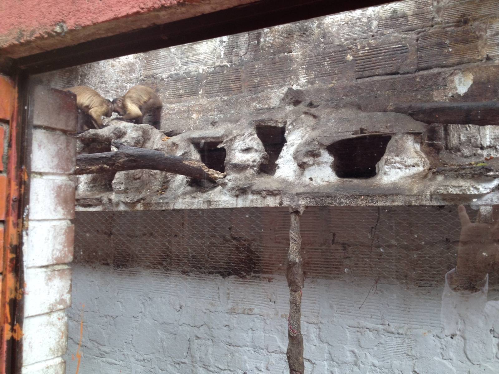 Brown Capuchin "exhibit"