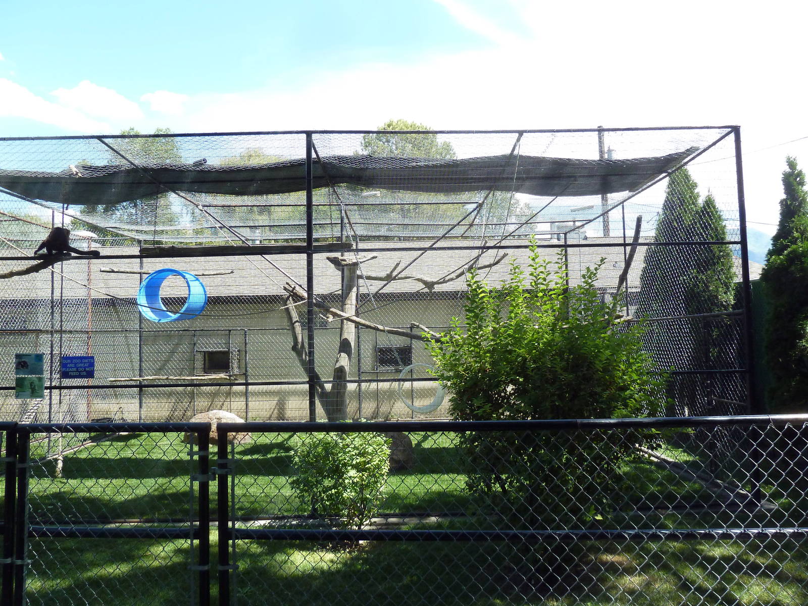 Brown Capuchin Exhibit