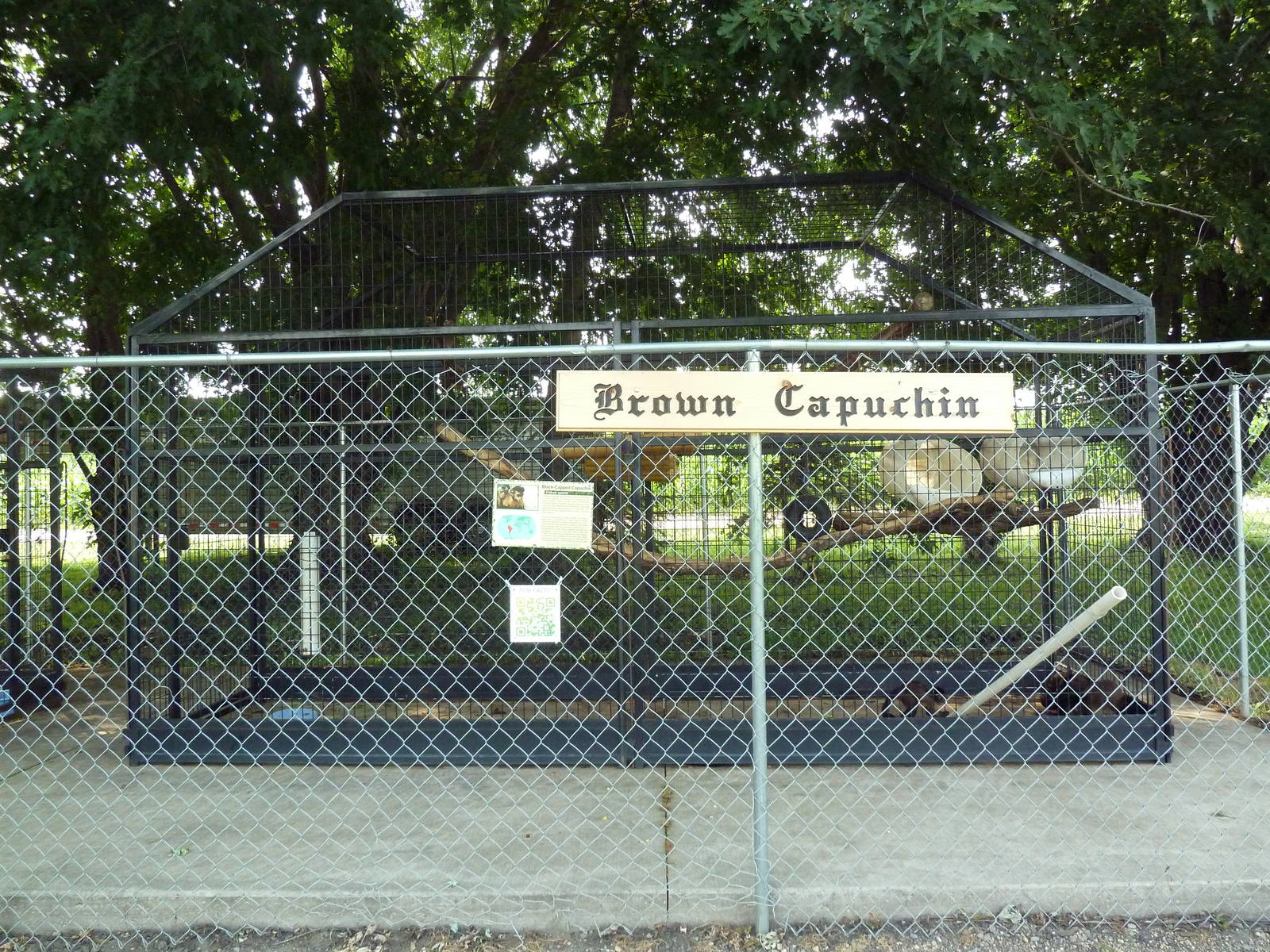 Brown Capuchin Exhibit