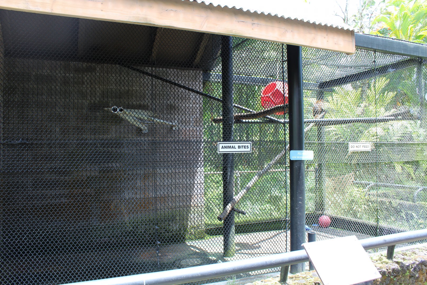 Brown Capuchin Exhibit