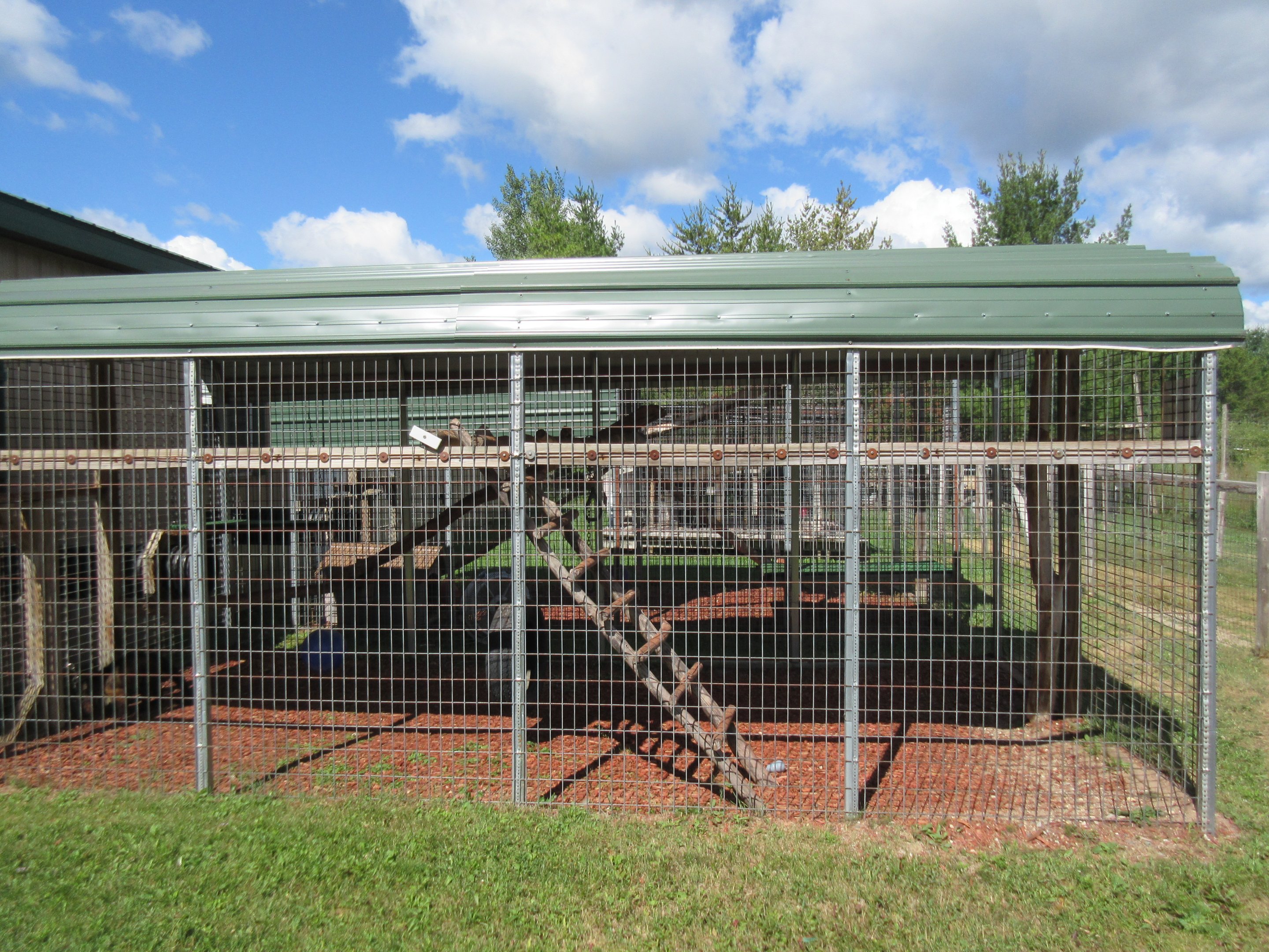 Brown Capuchin Exhibit