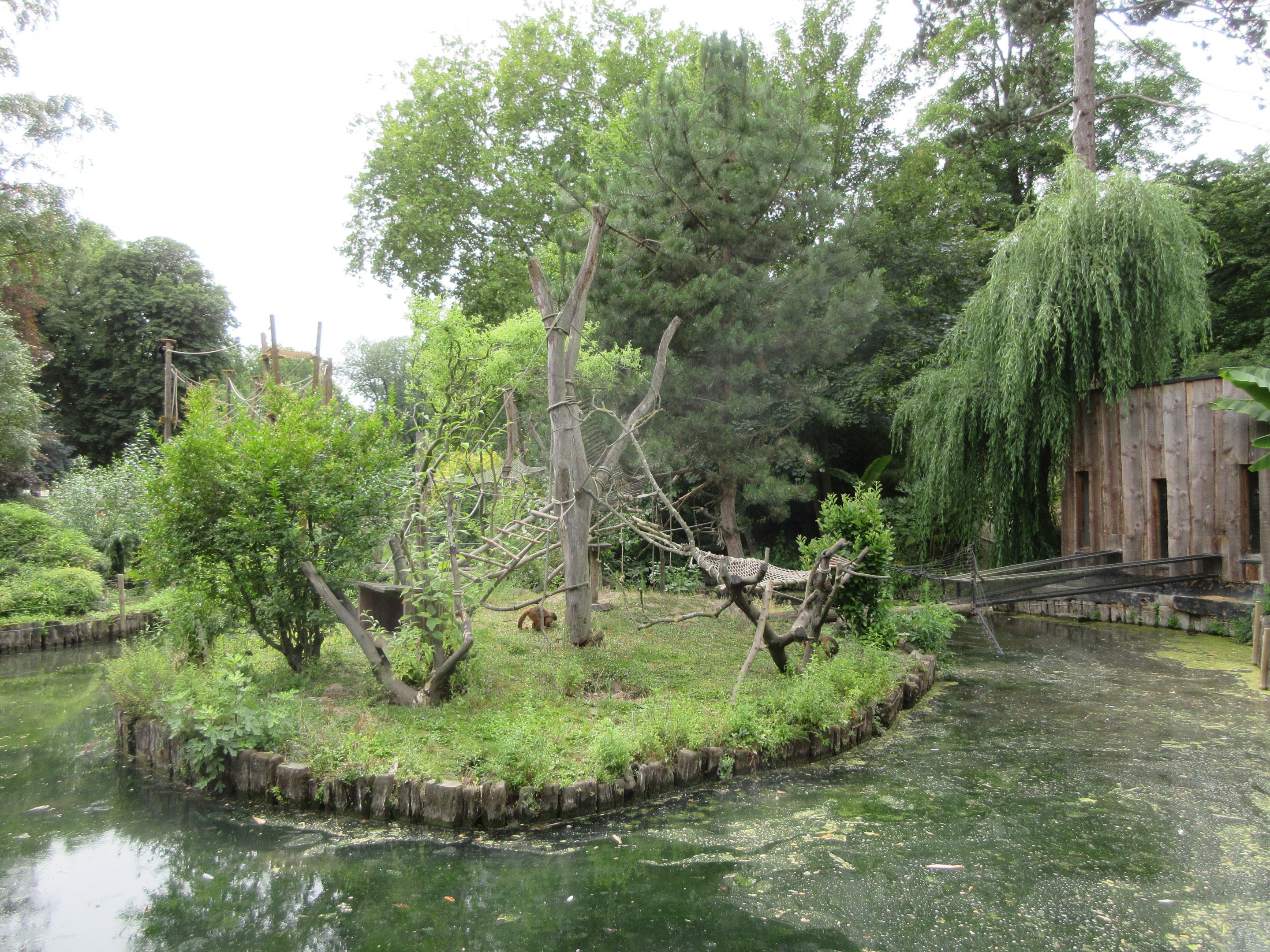 Brown Capuchin Exhibit
