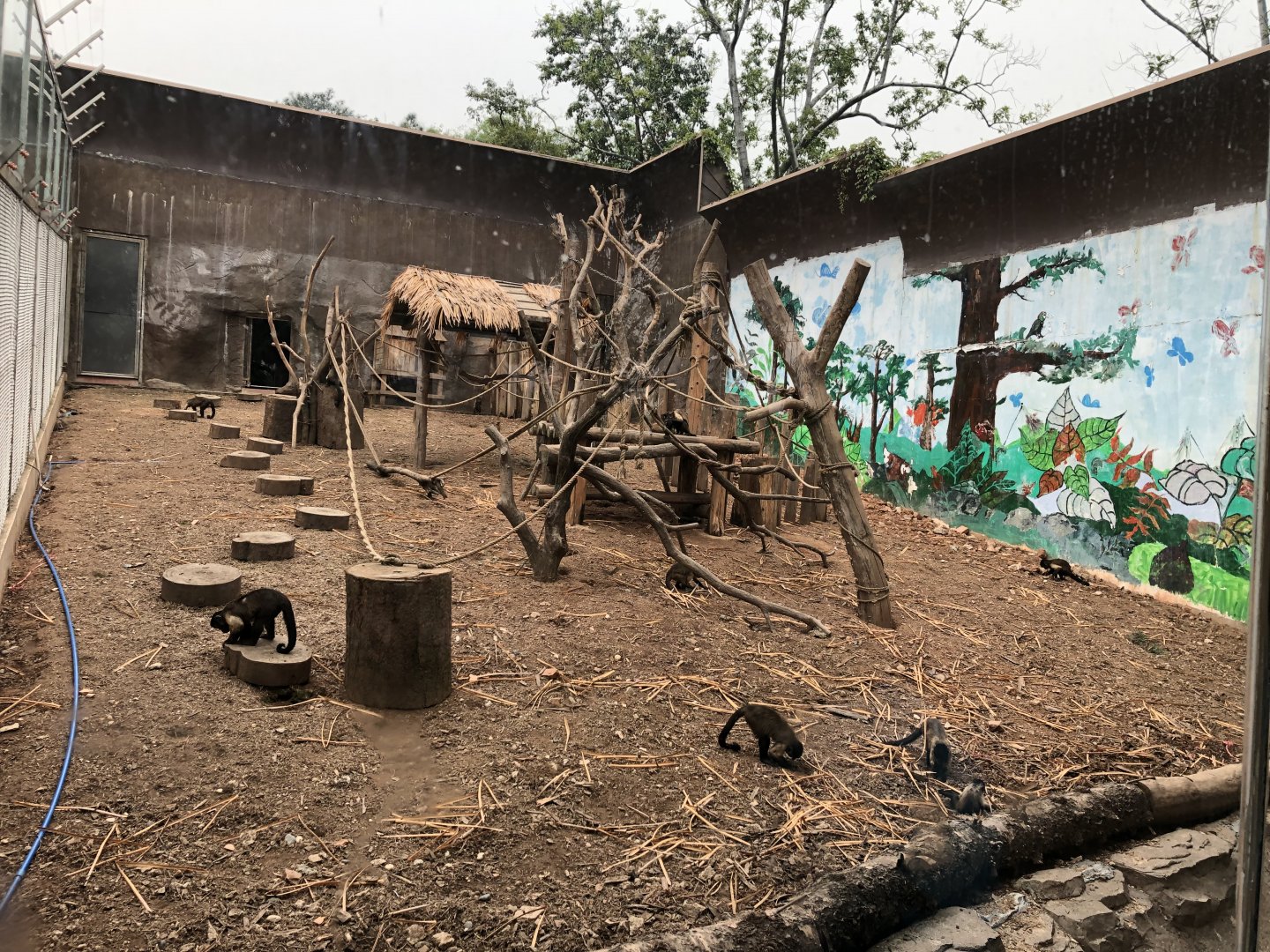 Brown Capuchin Exhibit