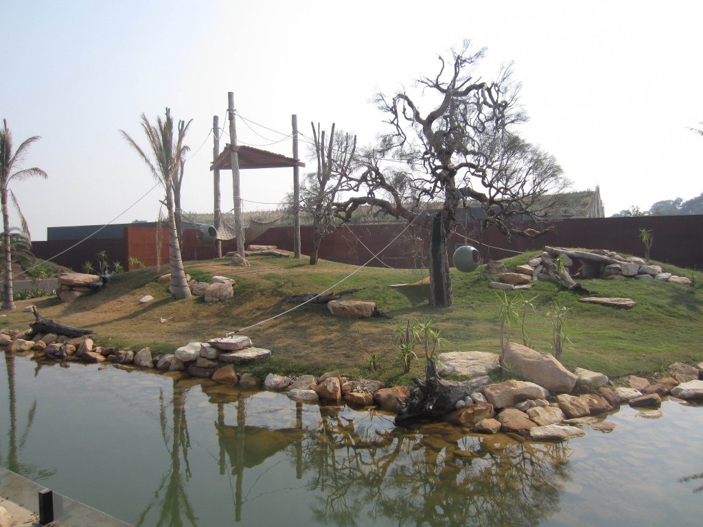 Brown Capuchin exhibit