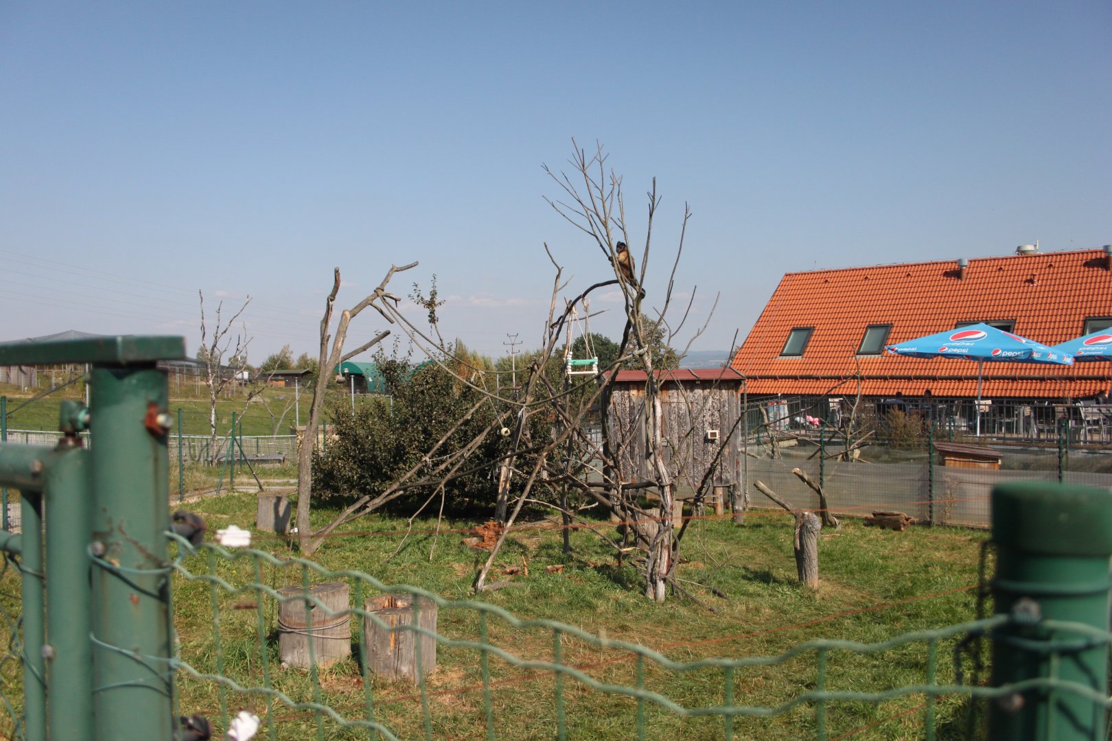 Brown capuchin exhibit