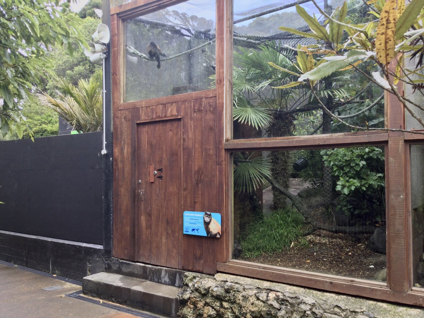 Brown Capuchin Exhibit