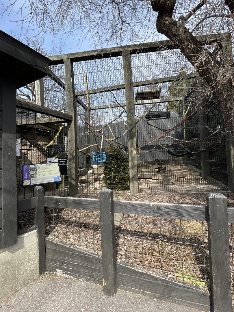 Brown Capuchin Exhibit