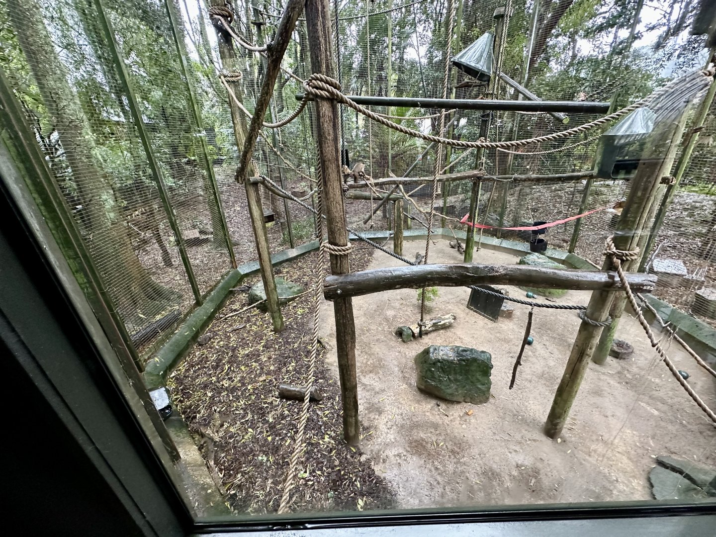 Brown Capuchin Exhibit