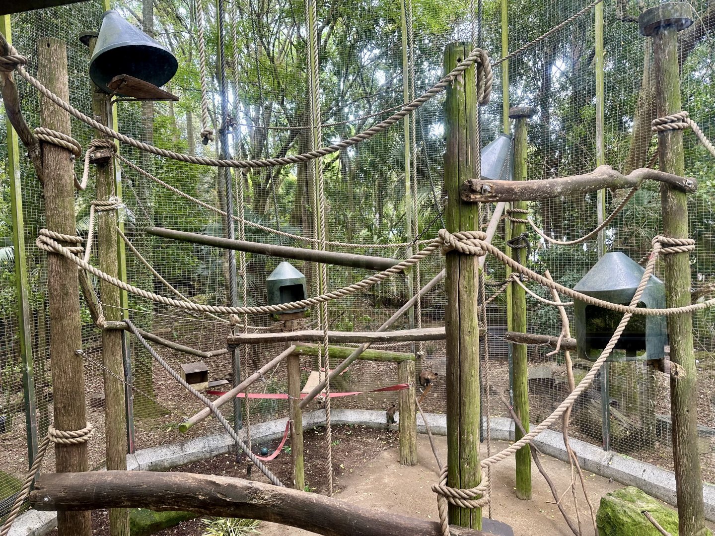 Brown Capuchin Exhibit